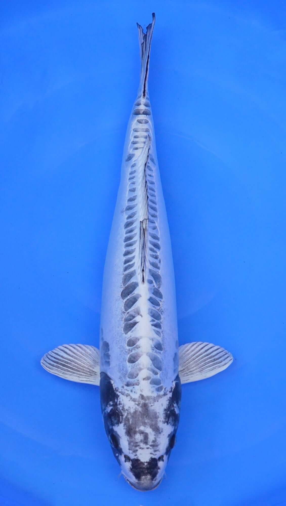 Kikokuryu 25 inch - 240600165