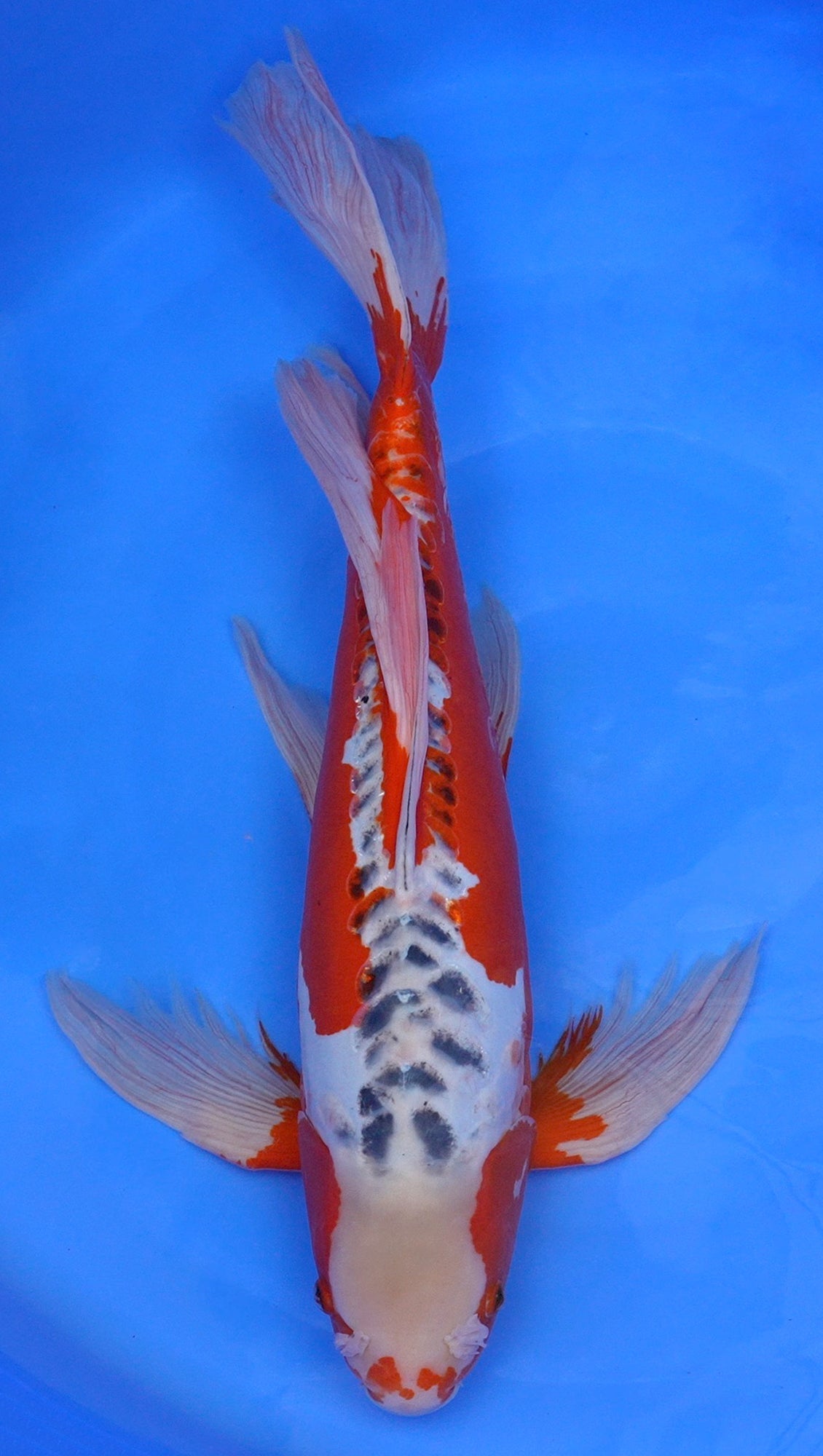 Long Fin Shusui 26 inch - 240600296