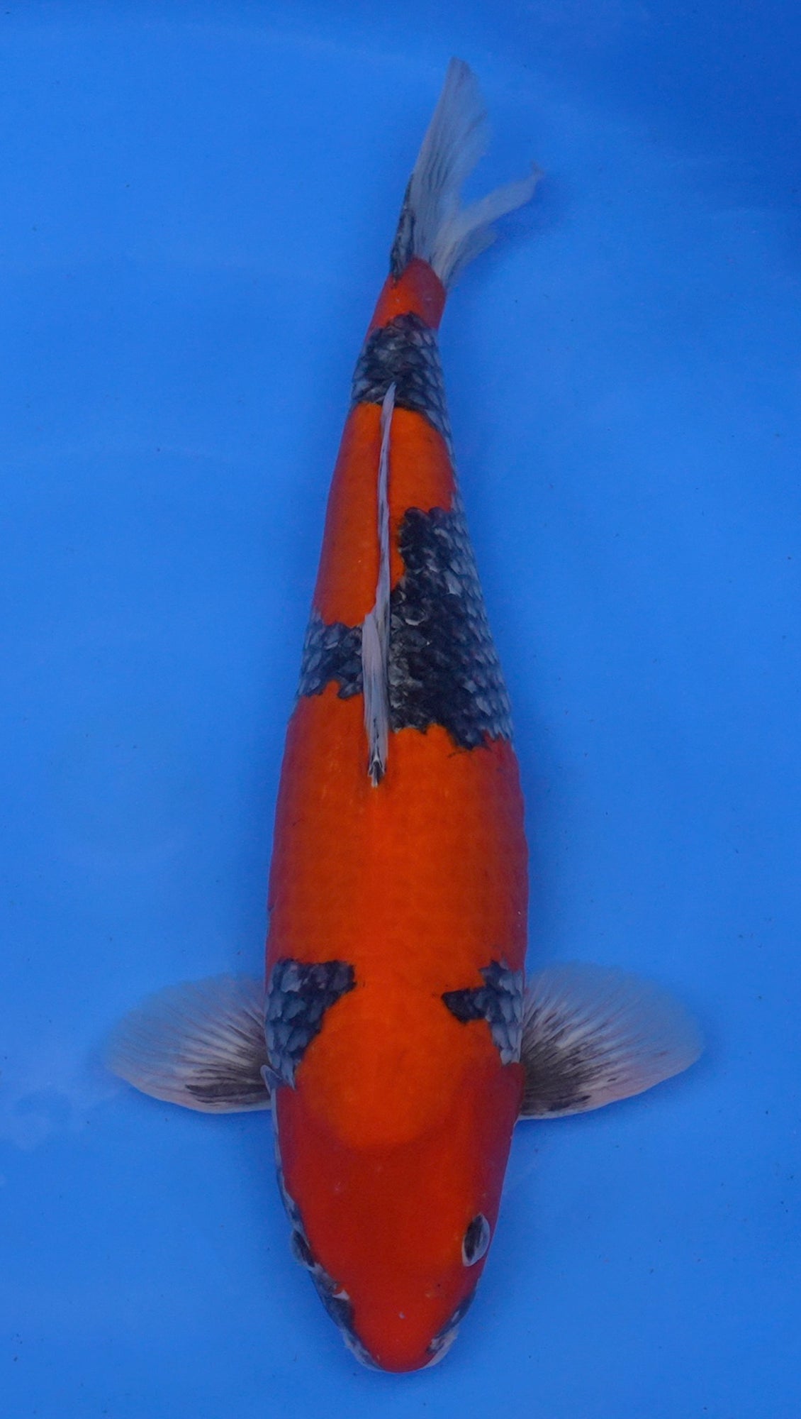 Goshiki 21 inch - 240634063