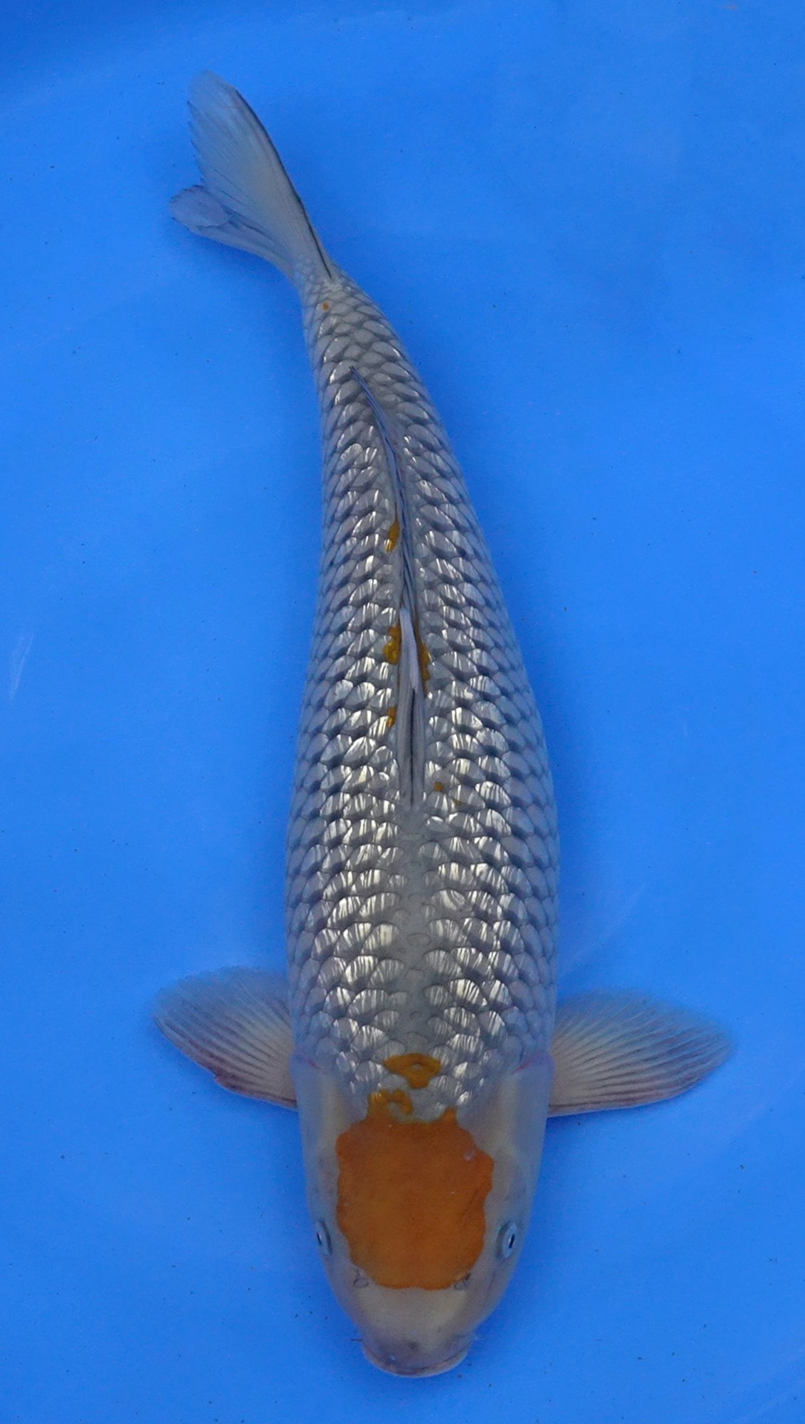 Gin Rin Ochiba 21 inch - 240634064