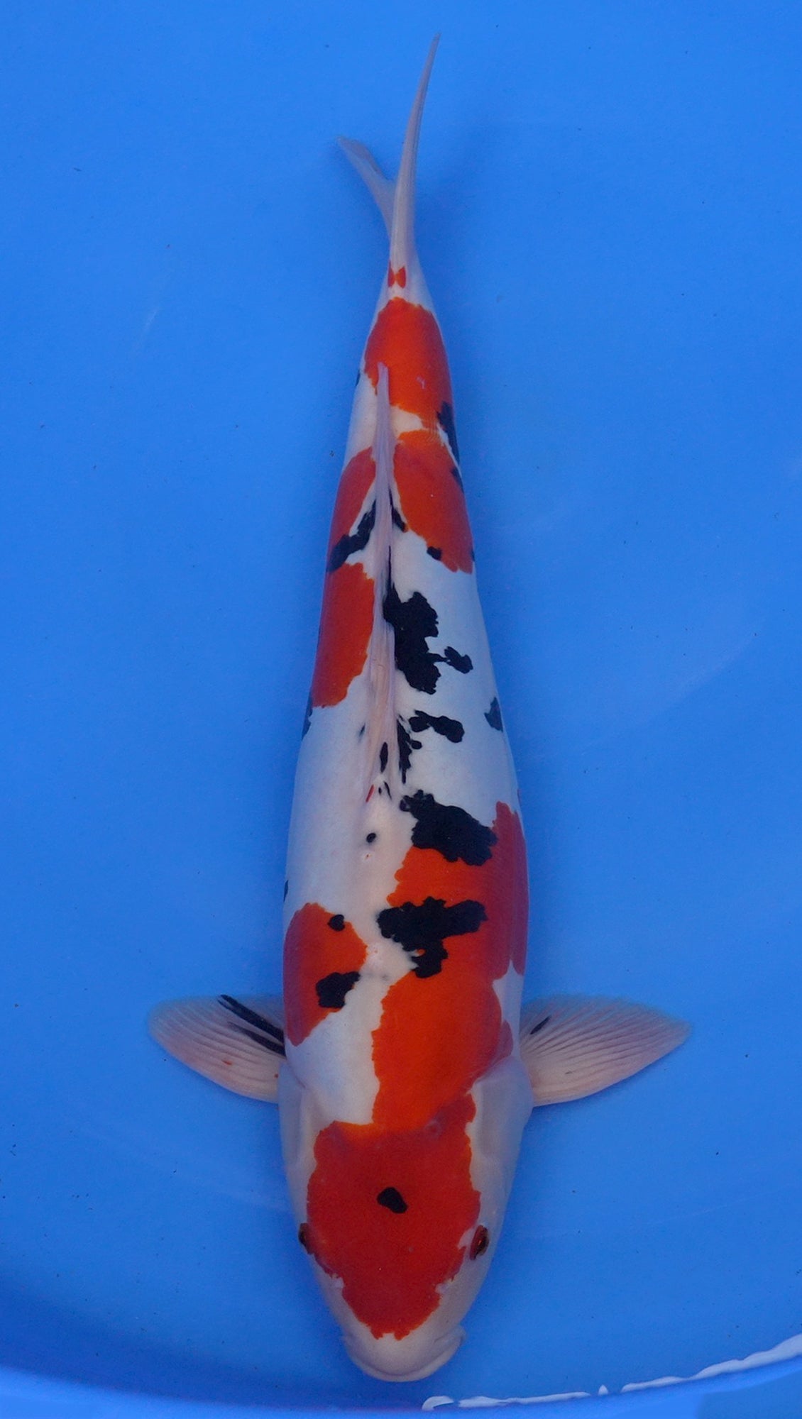 Doitsu Sanke 20 inch - 240634067