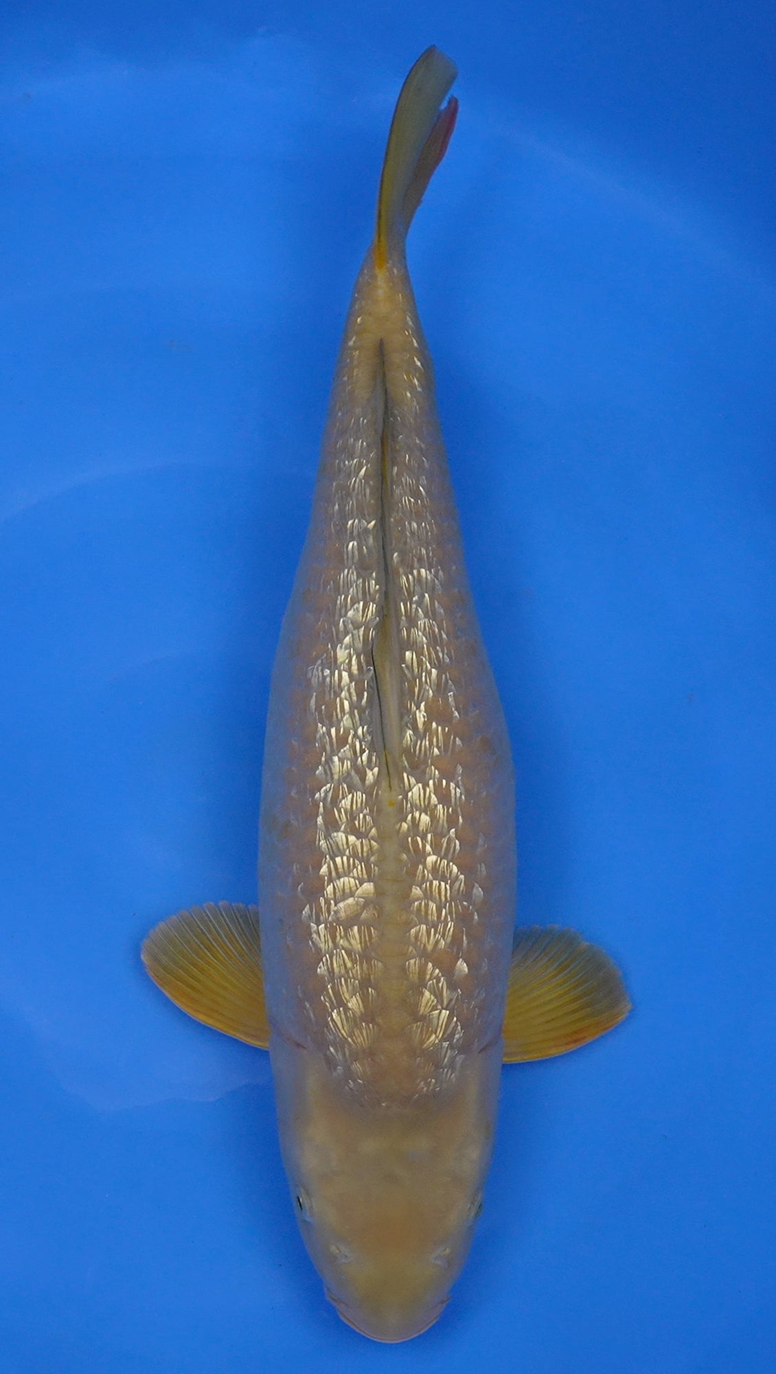 Gin Rin Chagoi 21 inch - 240634153