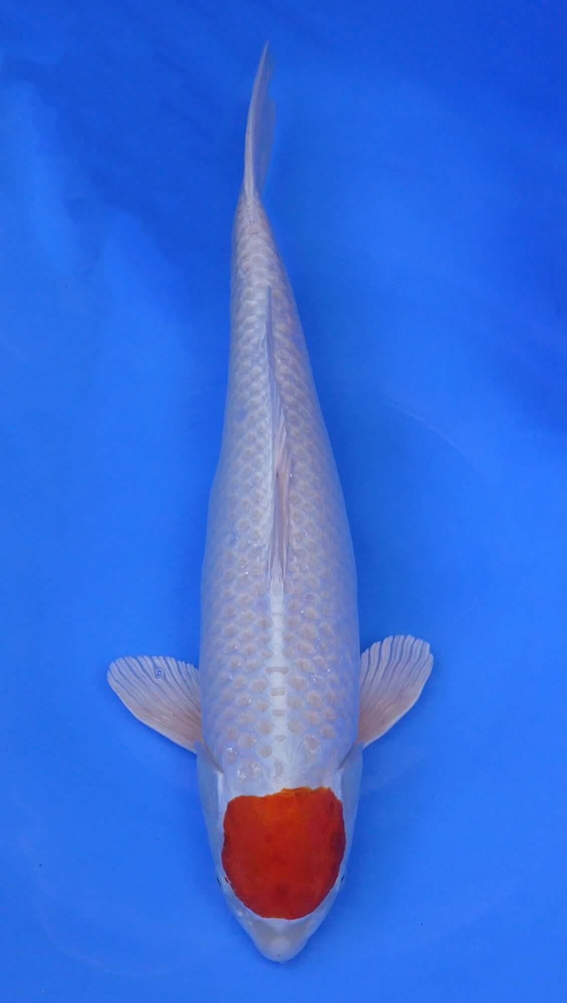 Tancho Sakura Ogon 22 inch - 240640156