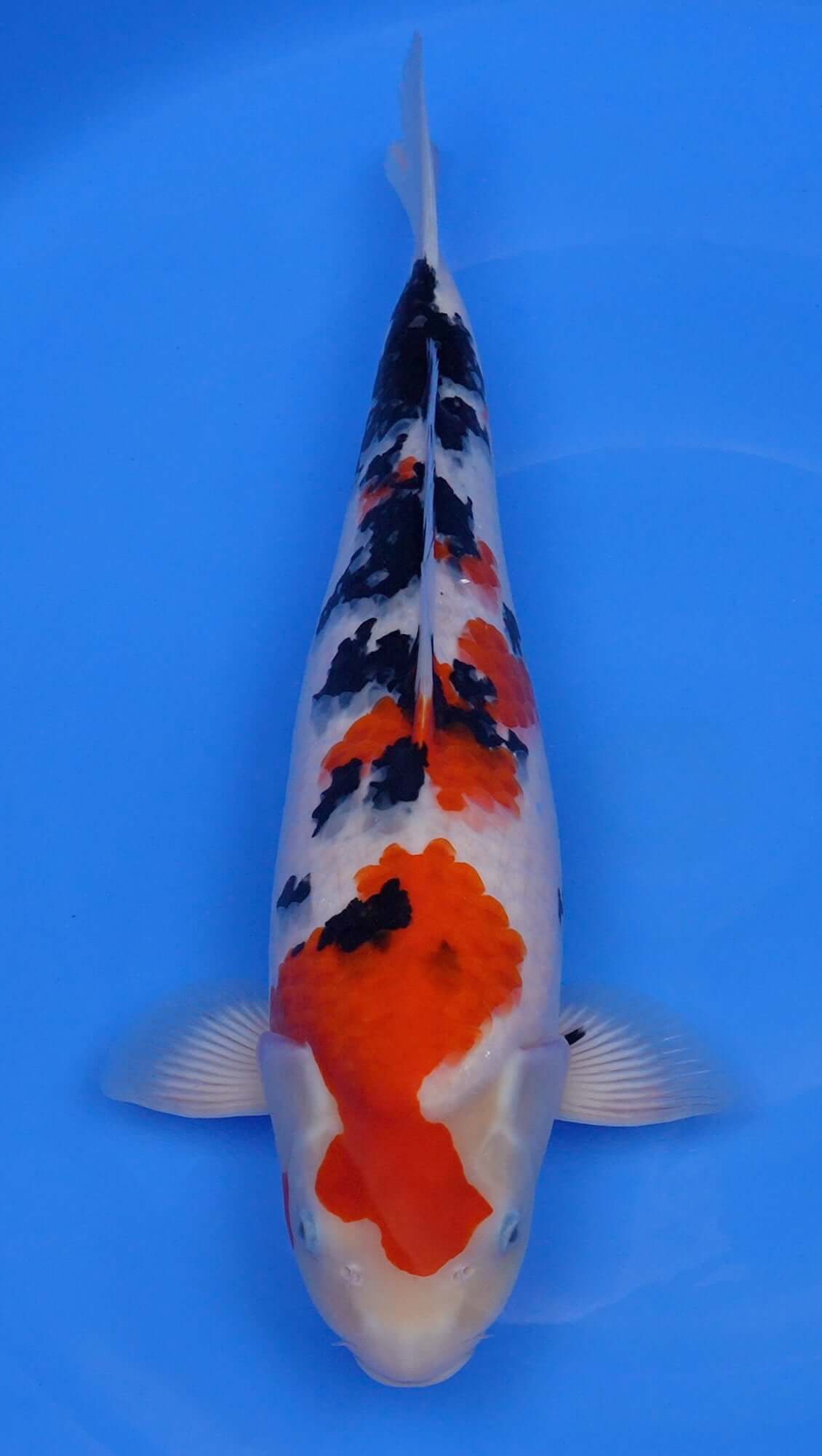 Sanke 19 inch - 240662240