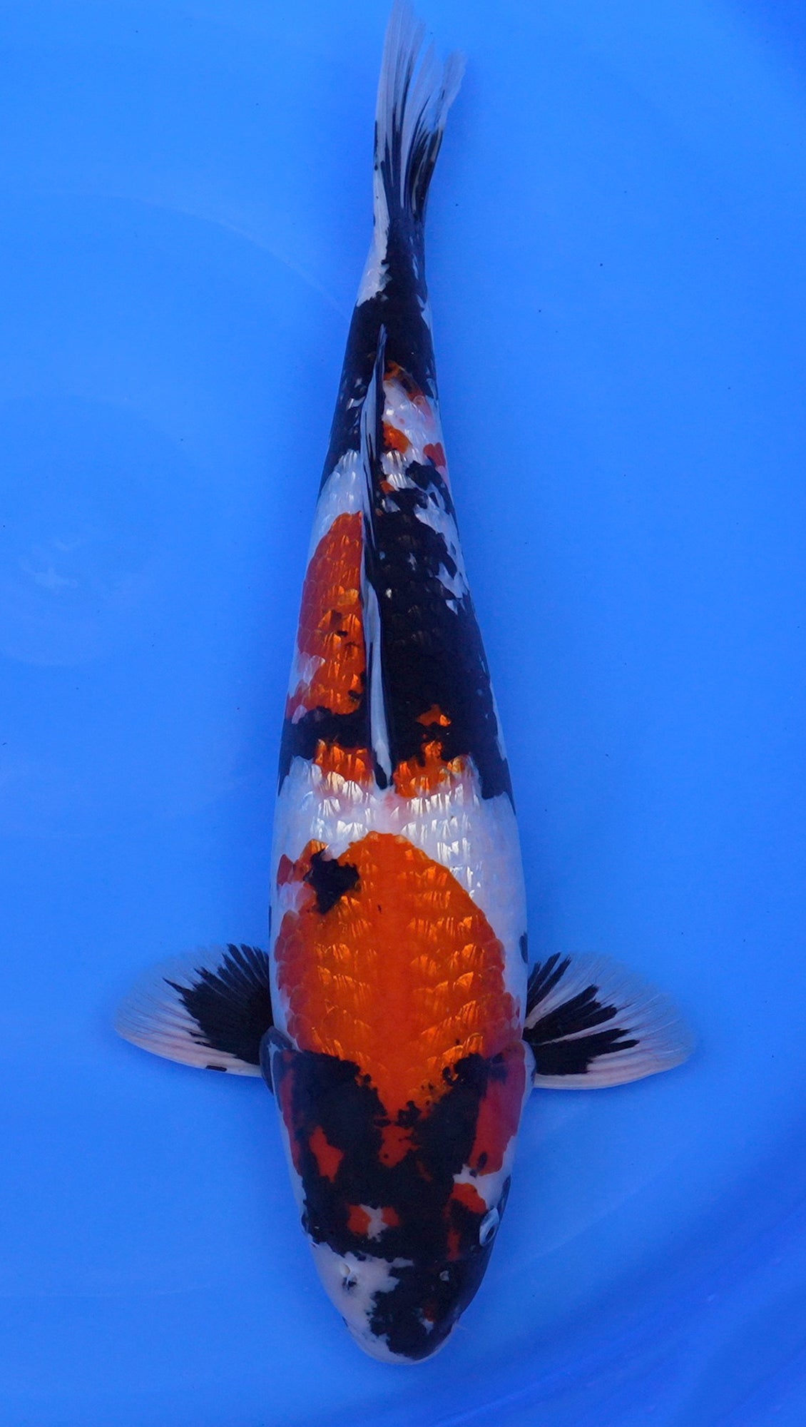 Gin Rin Showa 21 inch - 240667118