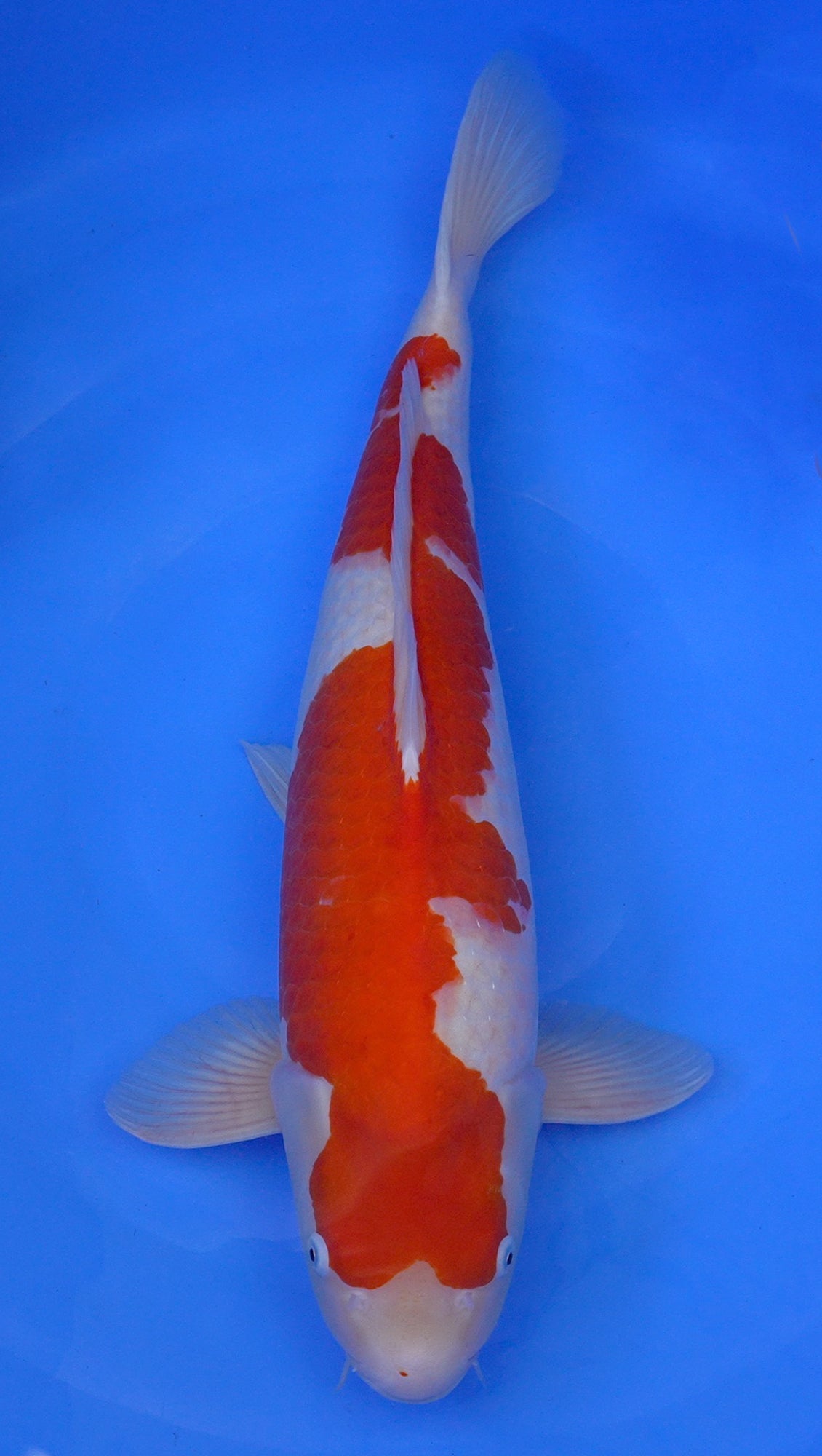 Kohaku 25 inch - 240667162