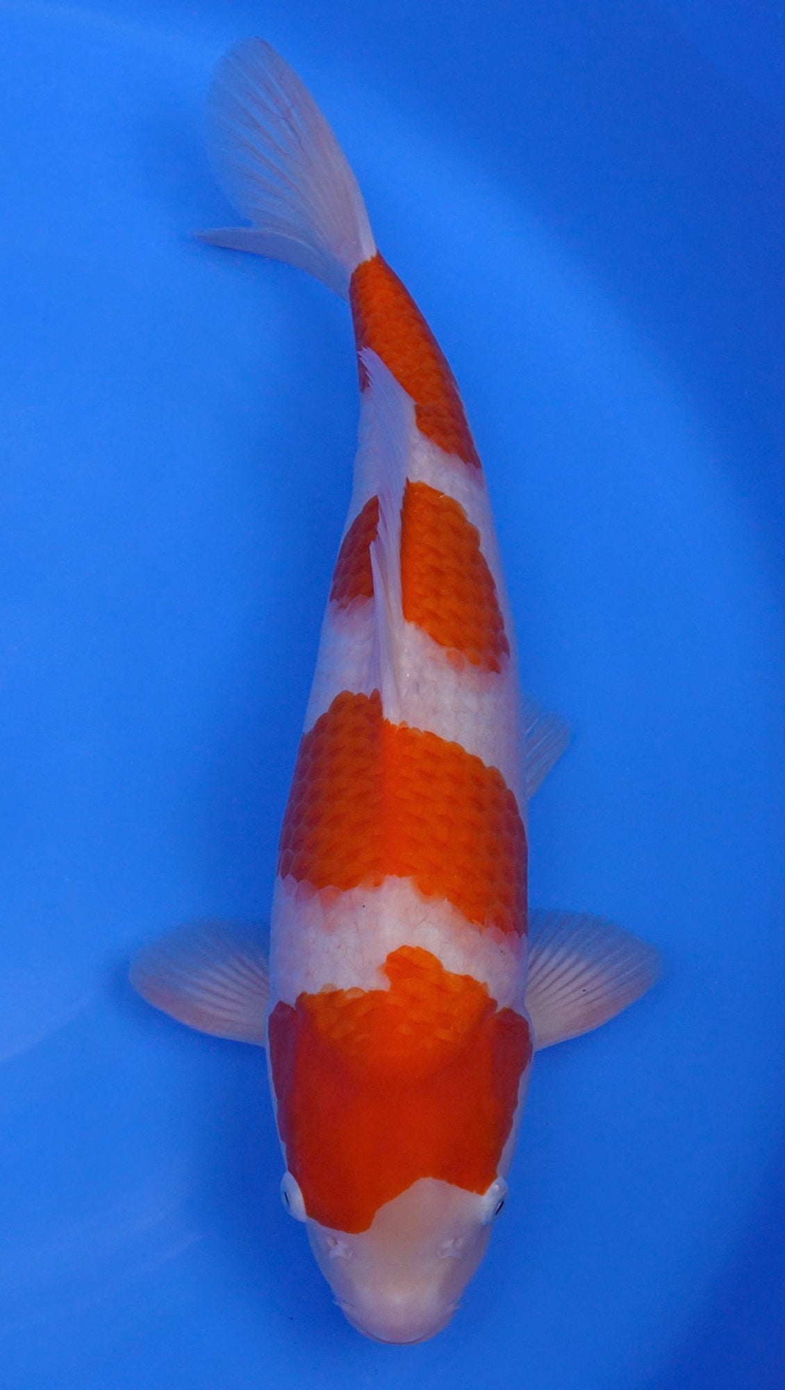 Kohaku 20 inch - 240667252