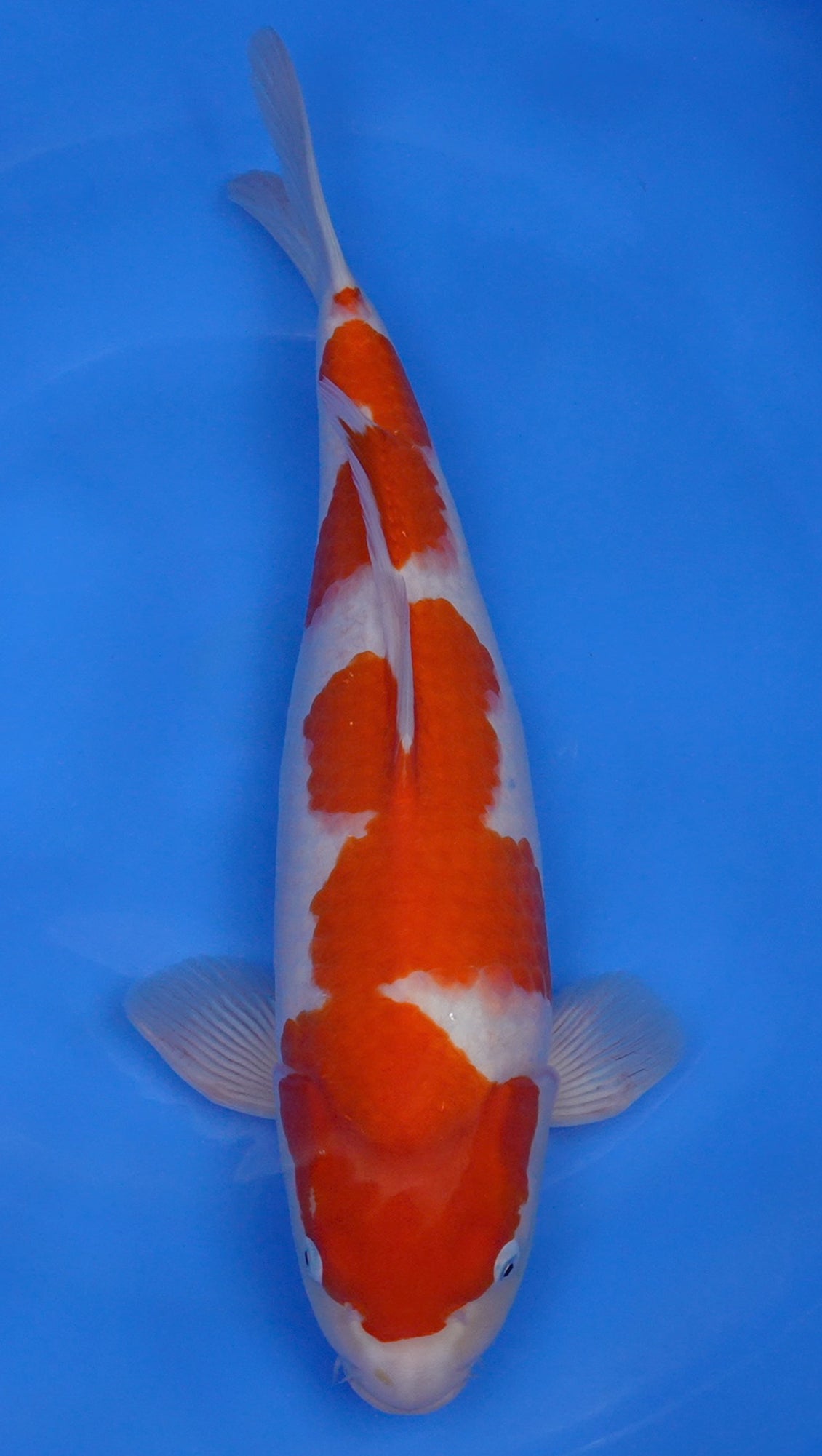 Kohaku 20 inch - 240667253