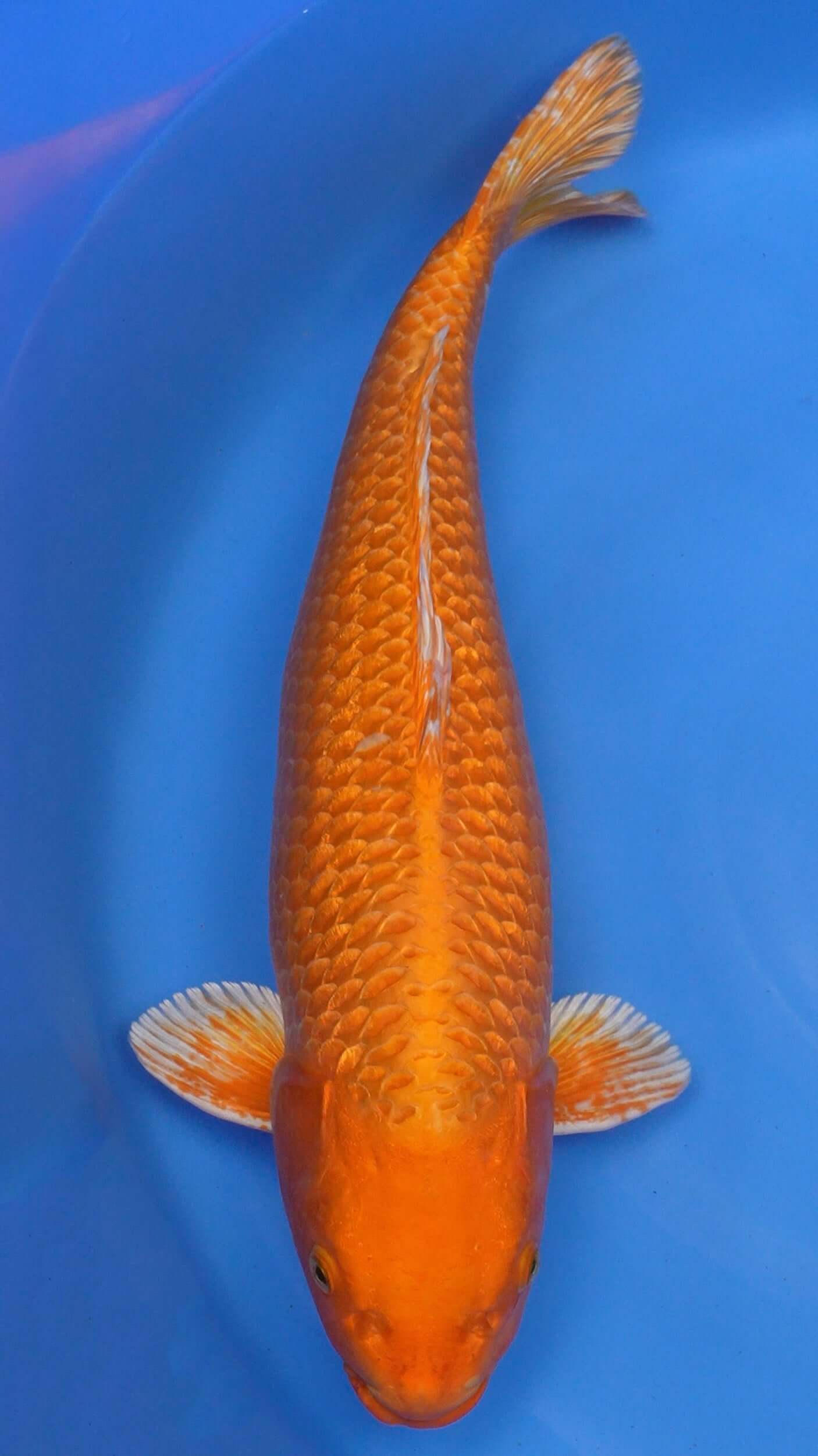 Orenji Ogon 25 inches − 240667282