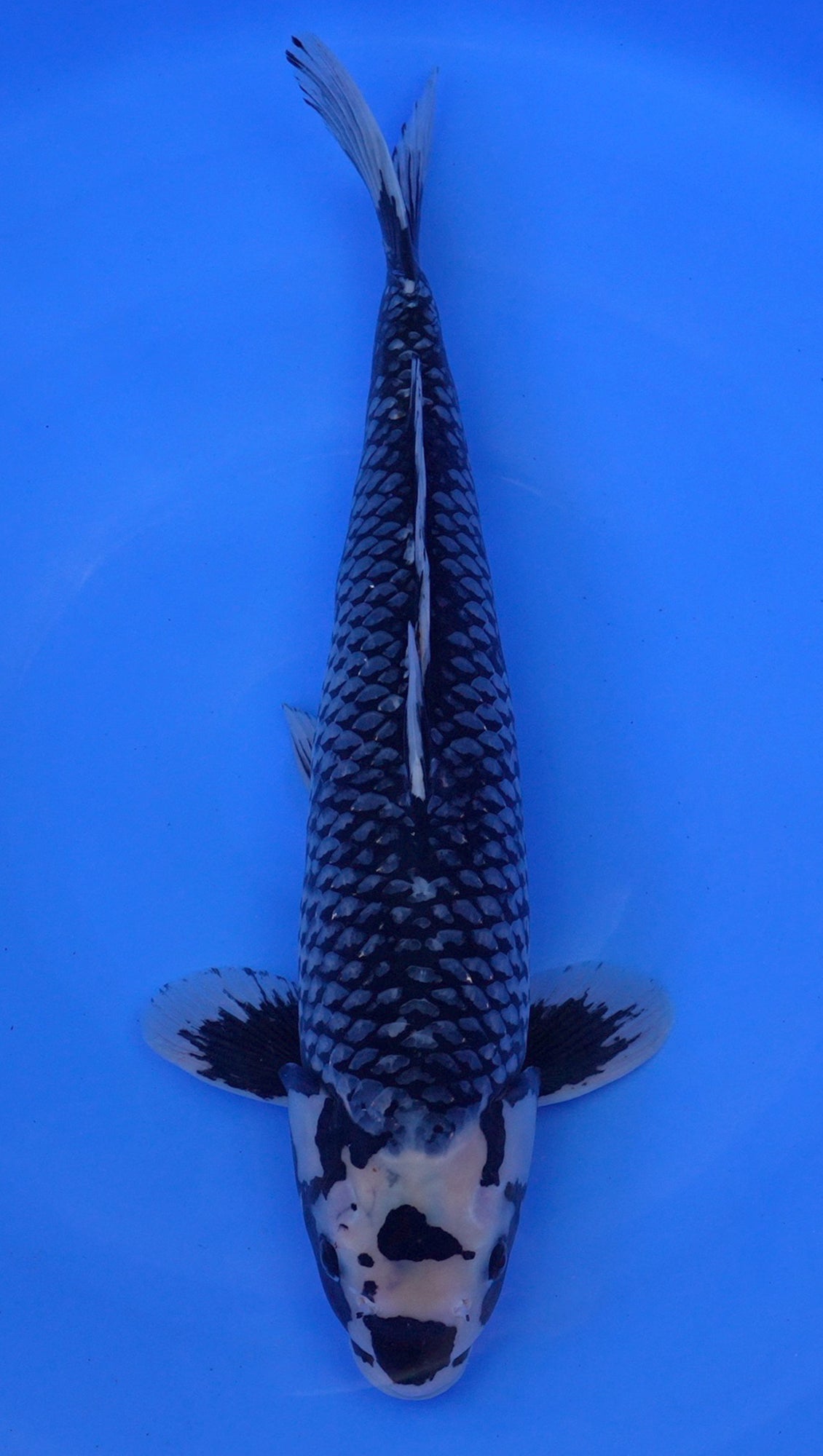 Sumi Zakura 23 inch - 240880256