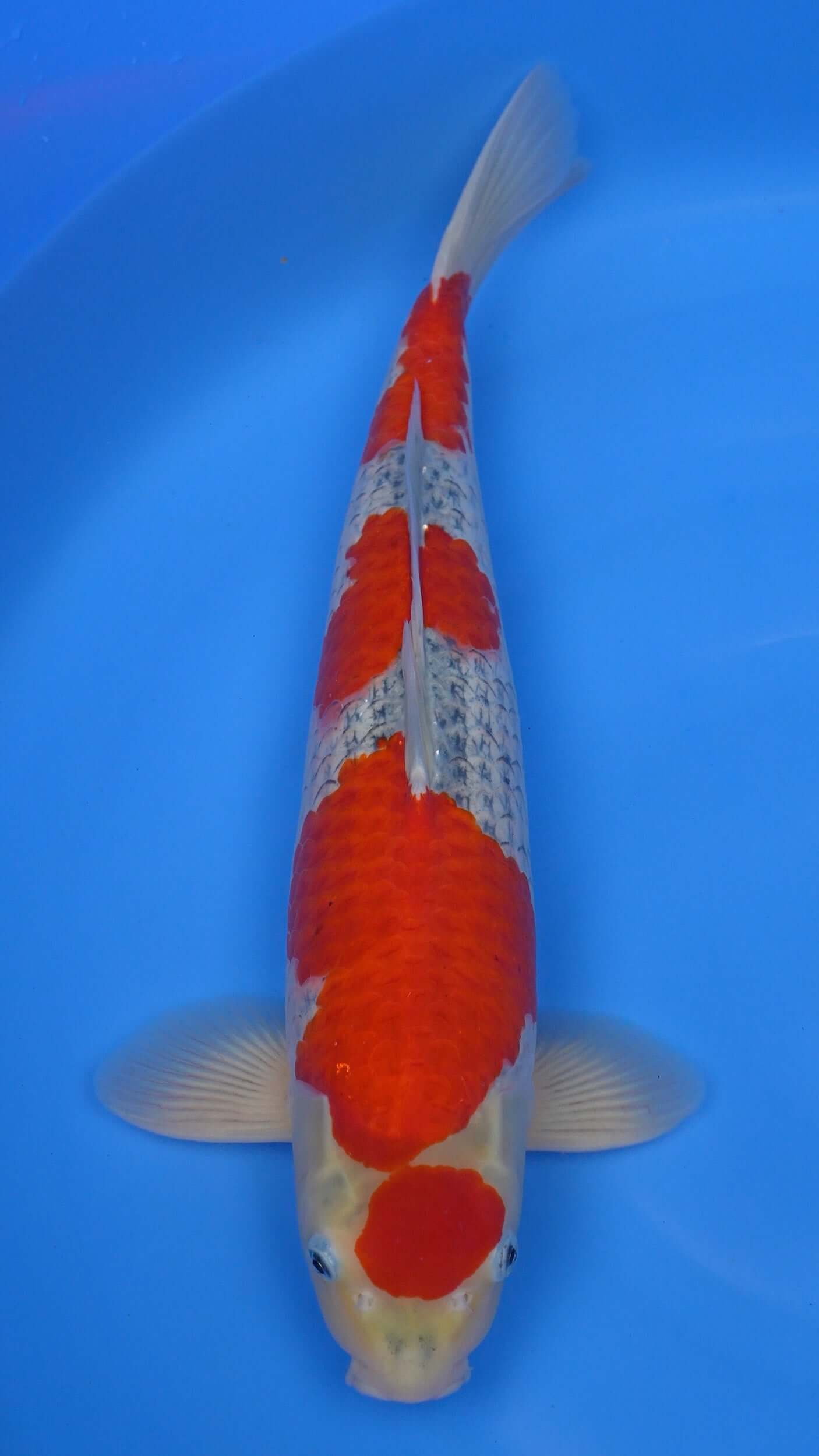 Goshiki 21 inches − 240932062