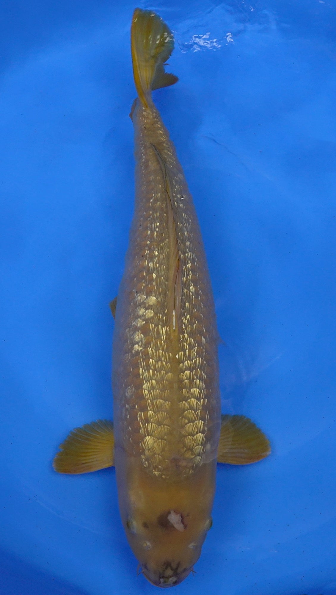 Gin Rin Chagoi 25 inch - 240935154