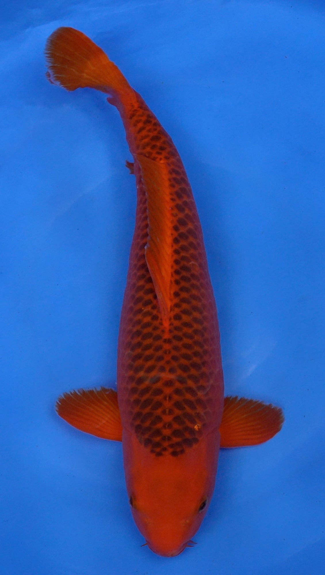 Aka Matsuba 23 inch - 240935155