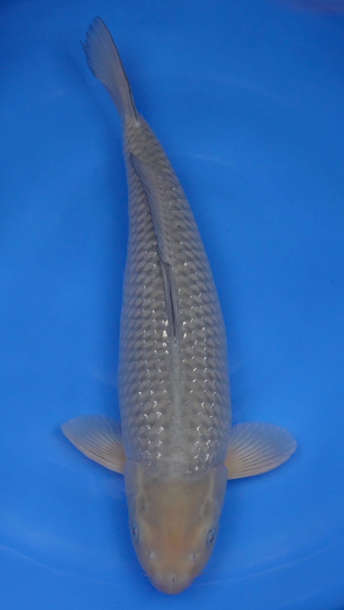 Gin Rin Soragoi 23 inch - 241065060