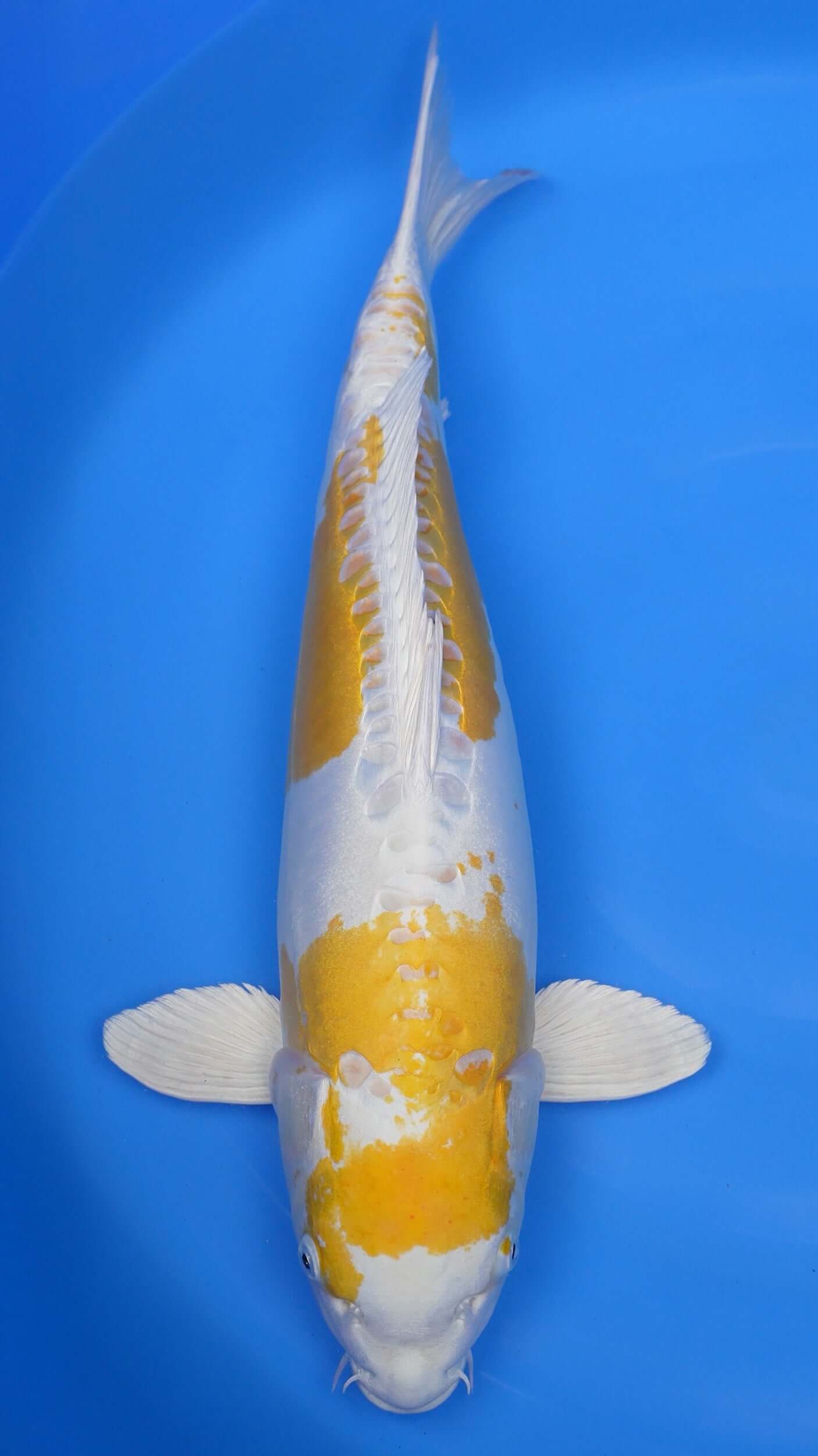 Doitsu Hariwake 24 inch - 241134172