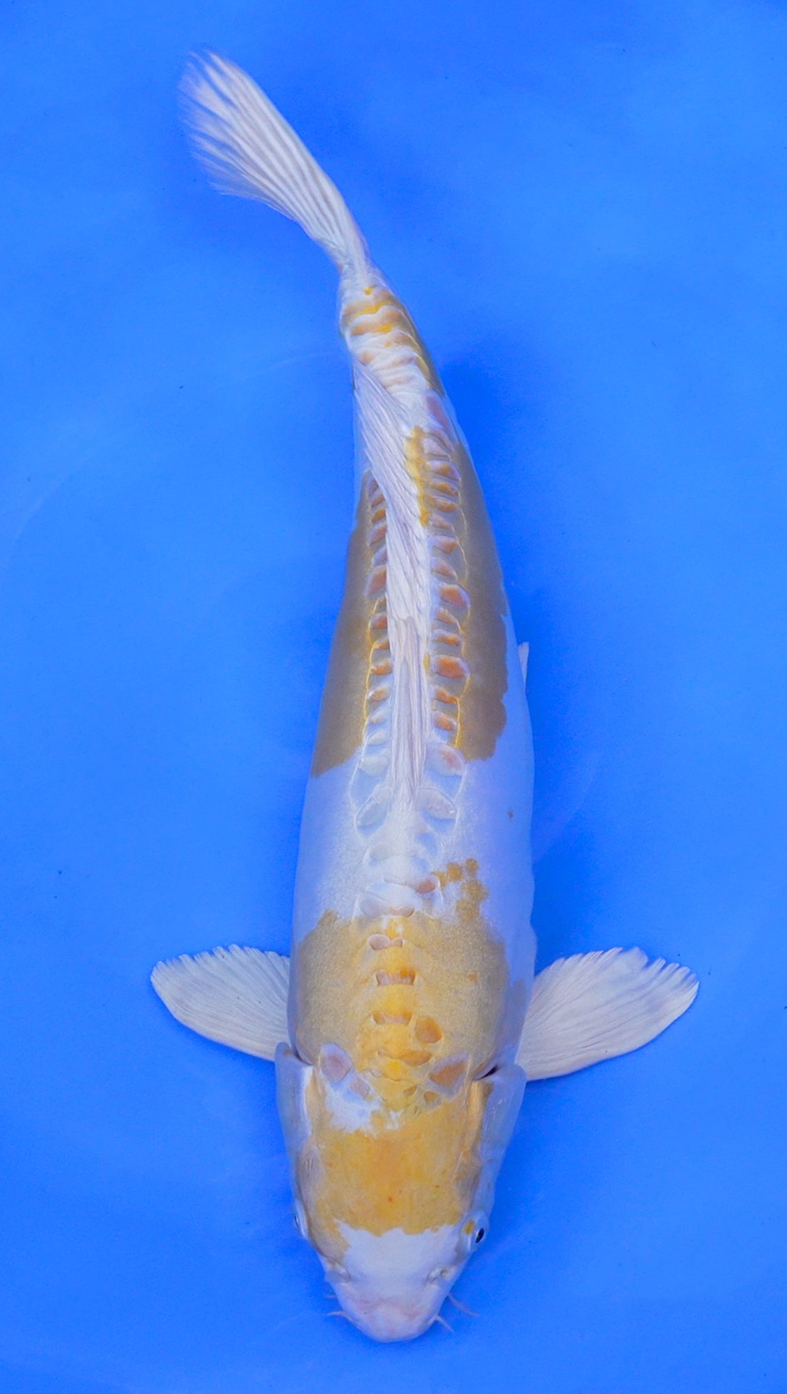 Doitsu Hariwake 22 inch - 241134172