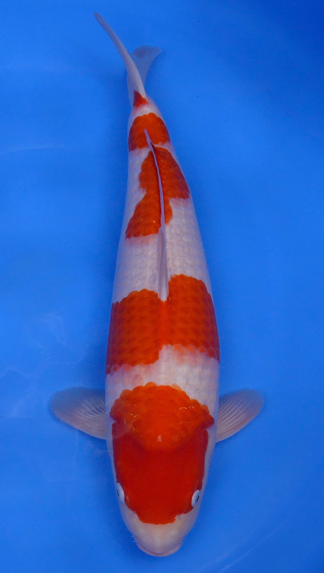 Kohaku 20 inch - 241214233