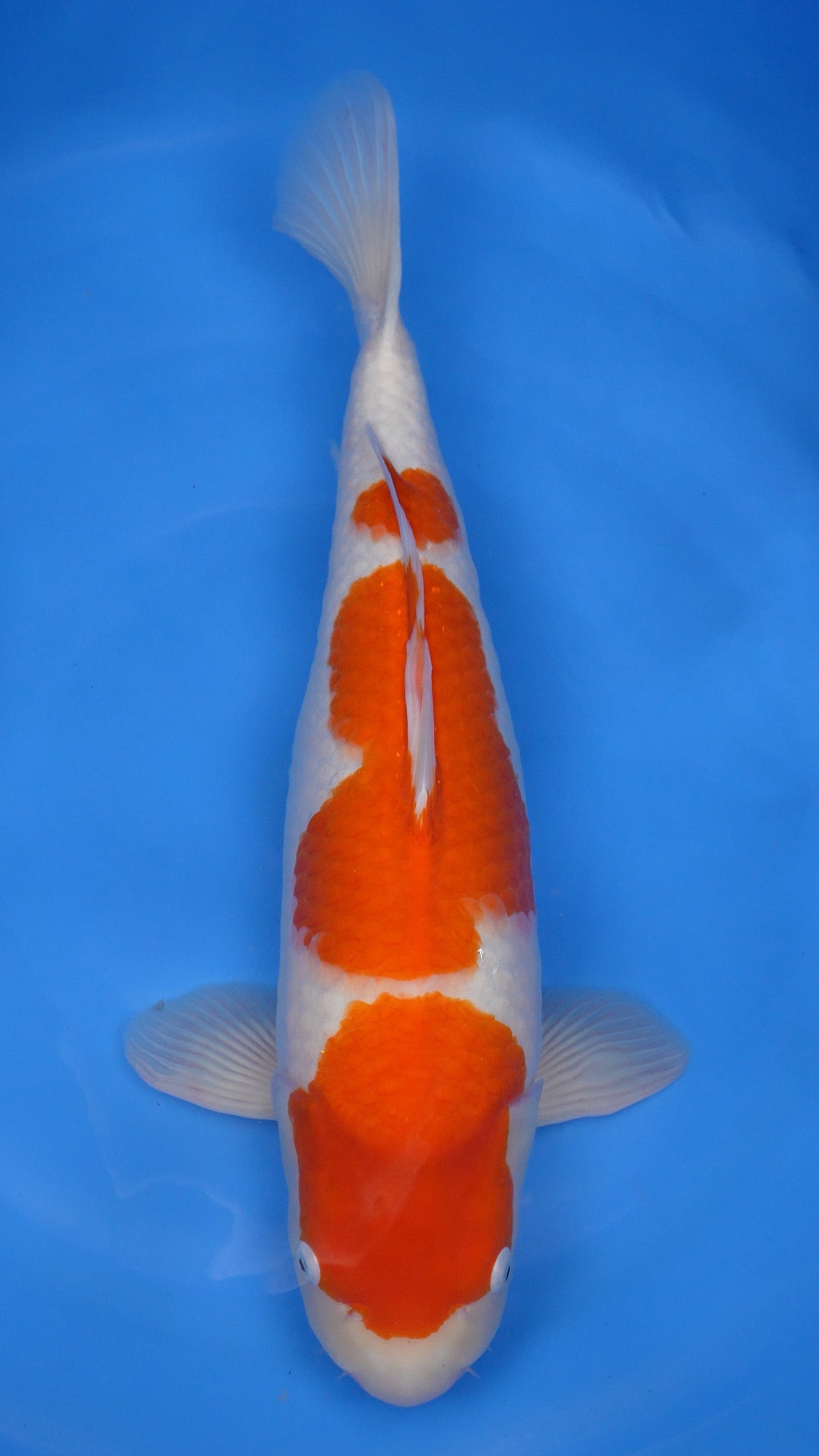 Kohaku 23 inches − 241214236