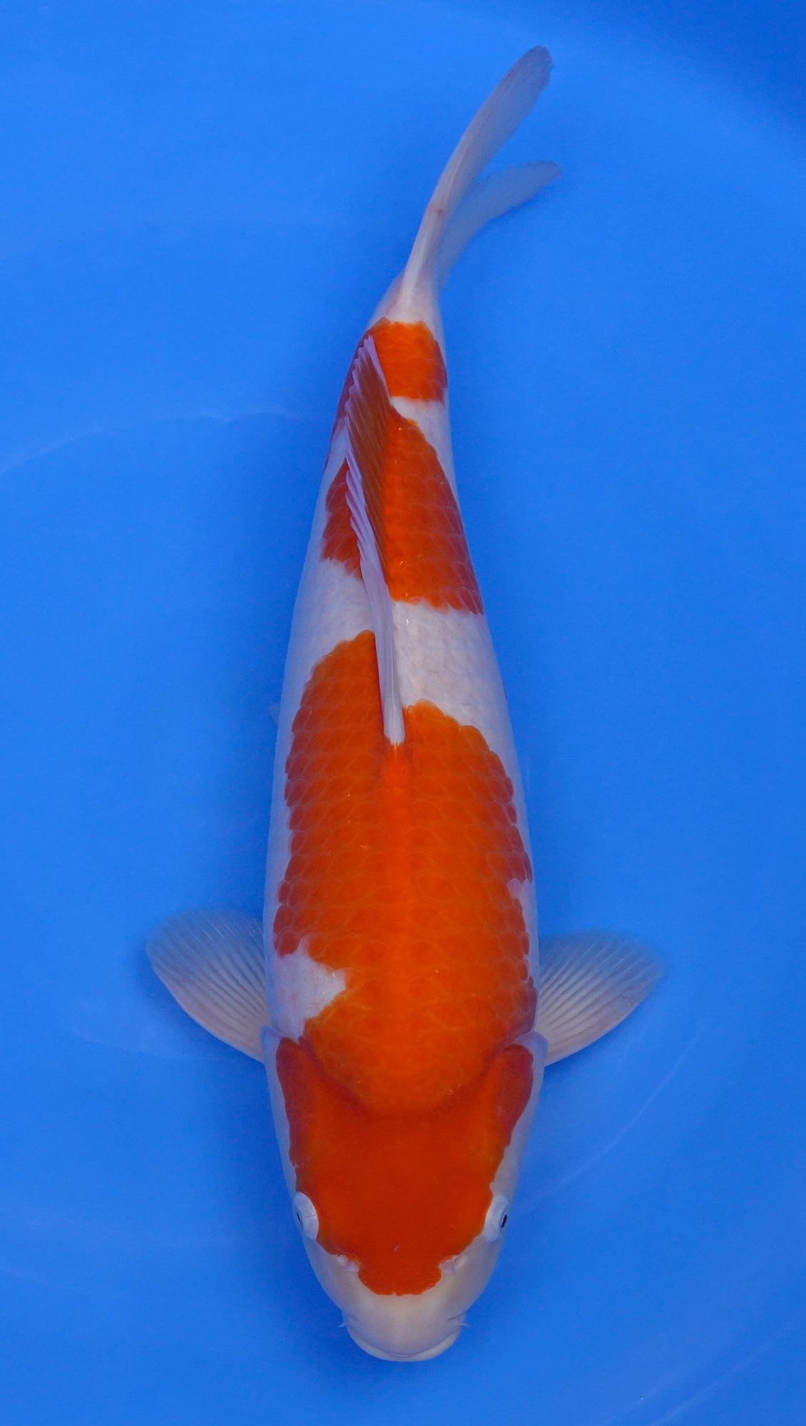 Kohaku 20 inch - 241297234