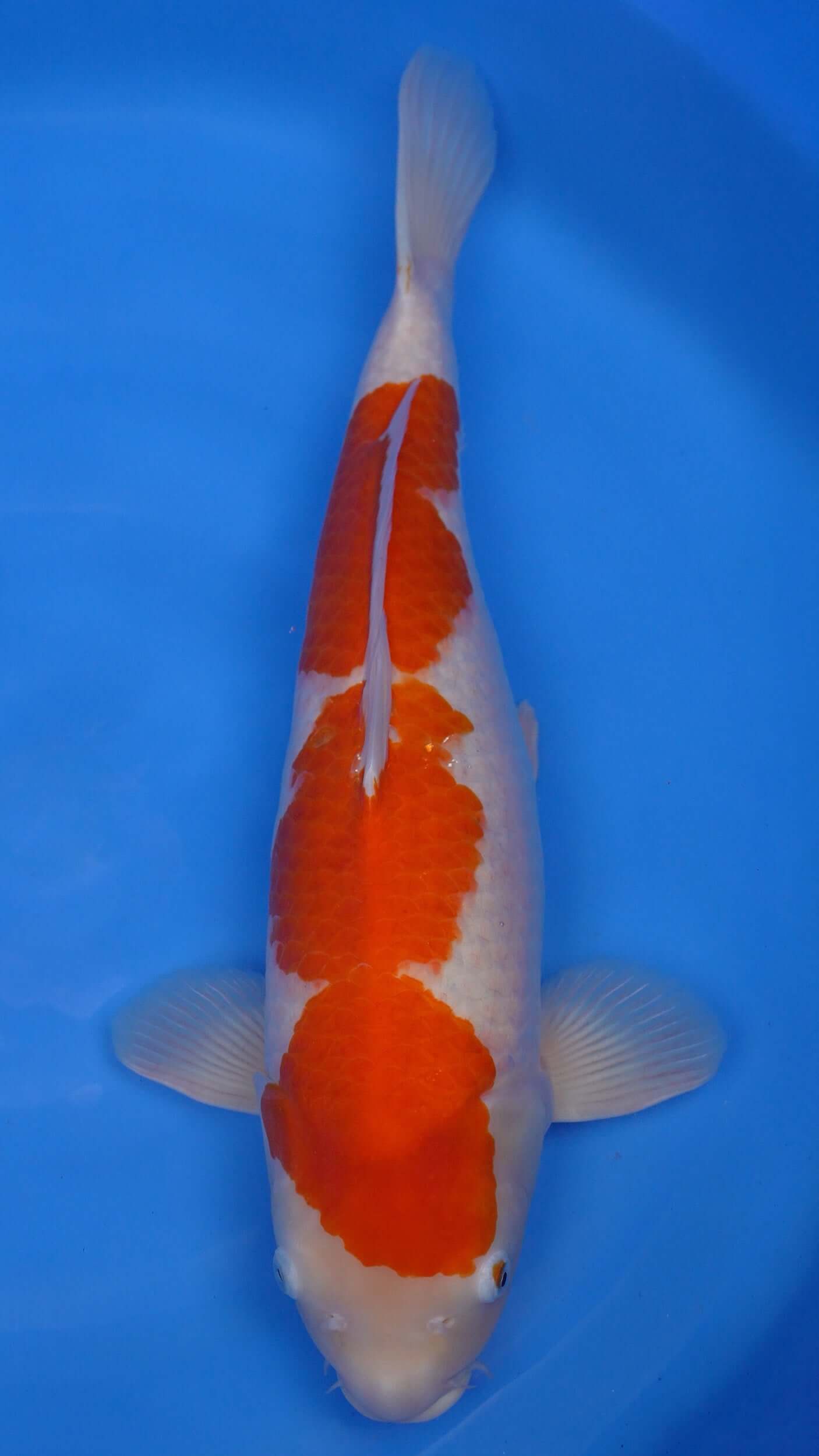 Kohaku 23 inches − 241297235