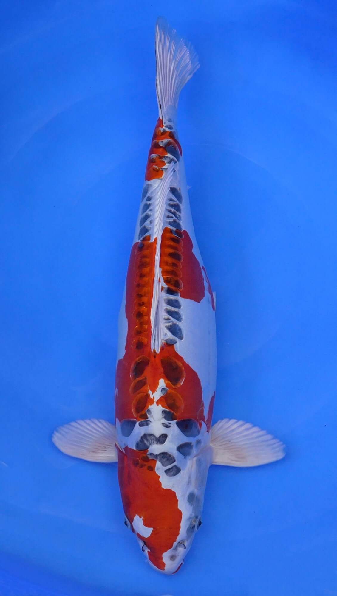 Doitsu Kujaku 23 inch - 241532174