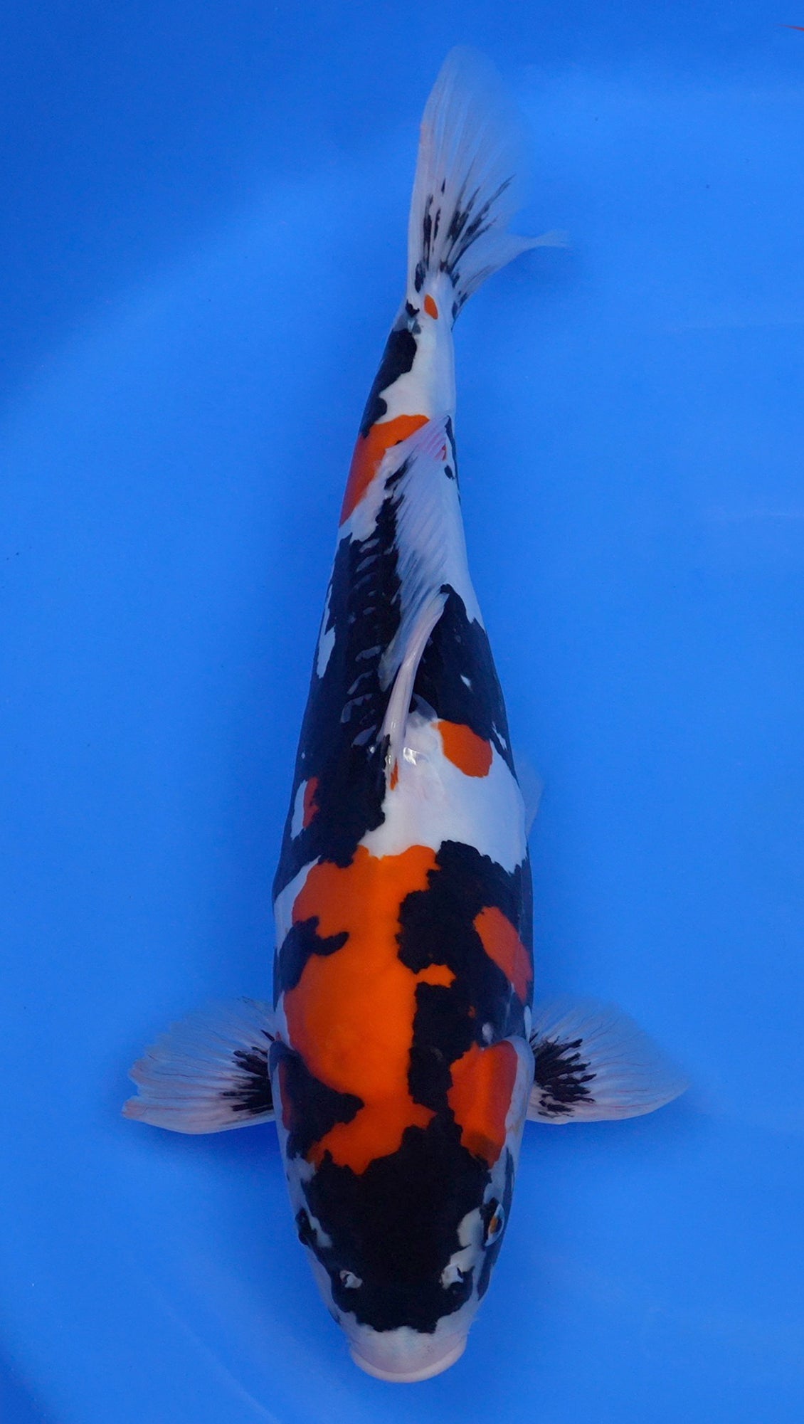 Doitsu Showa 20 inch - 241927056