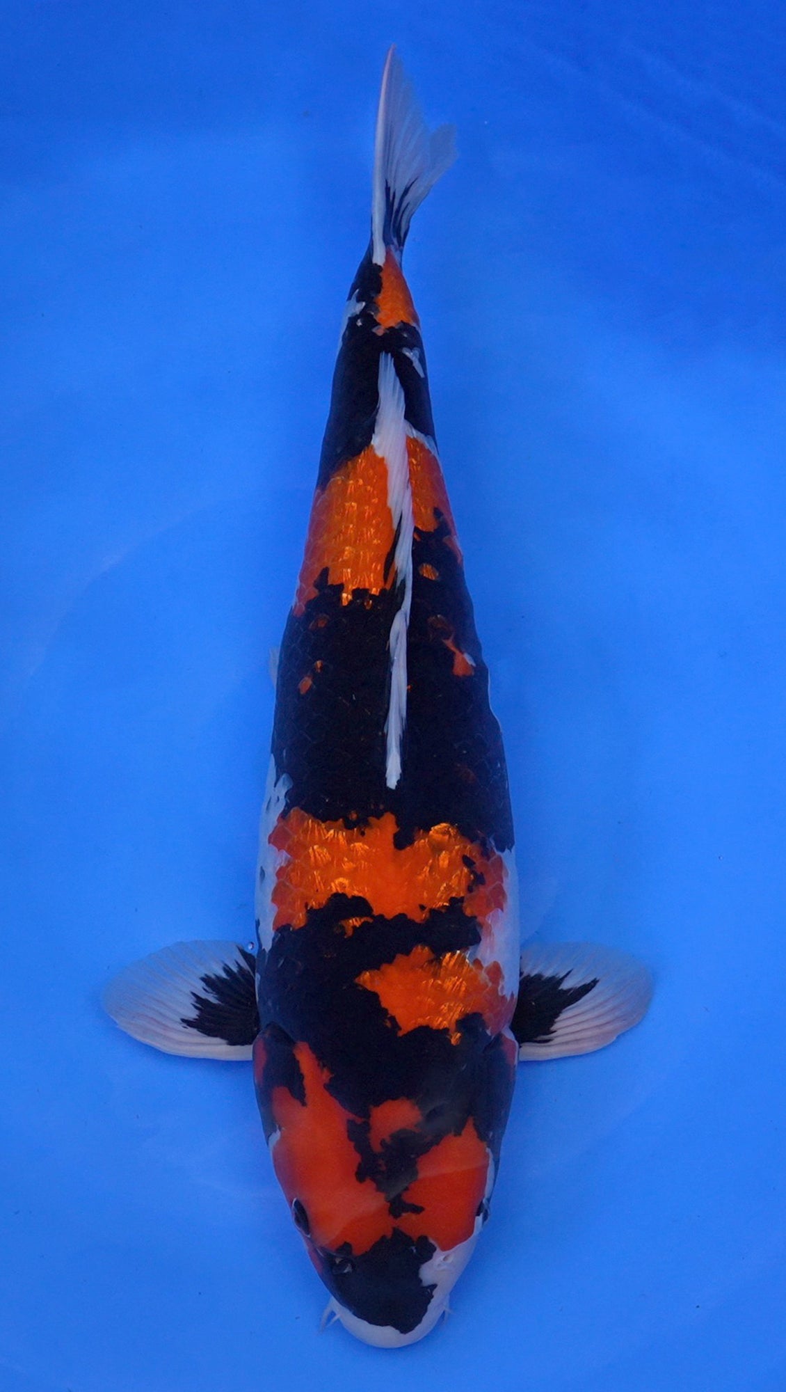 Gin Rin Showa 24 inch - 241930114