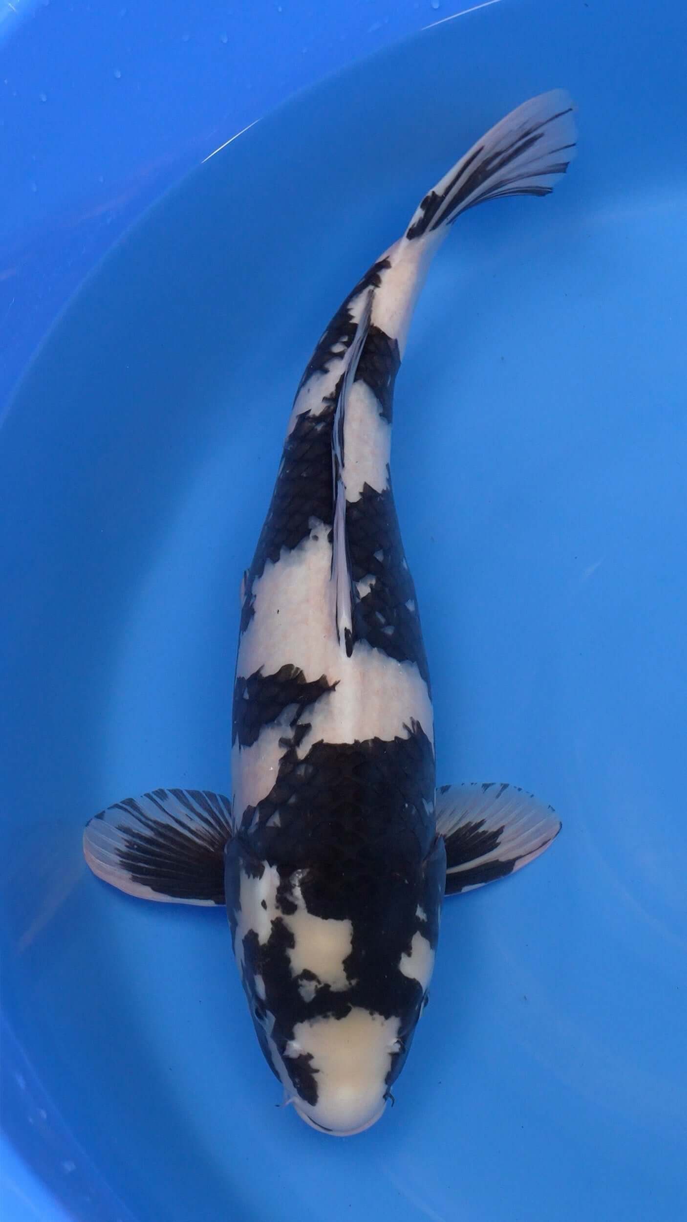 Shiro Utsuri 24 inches − 242524061