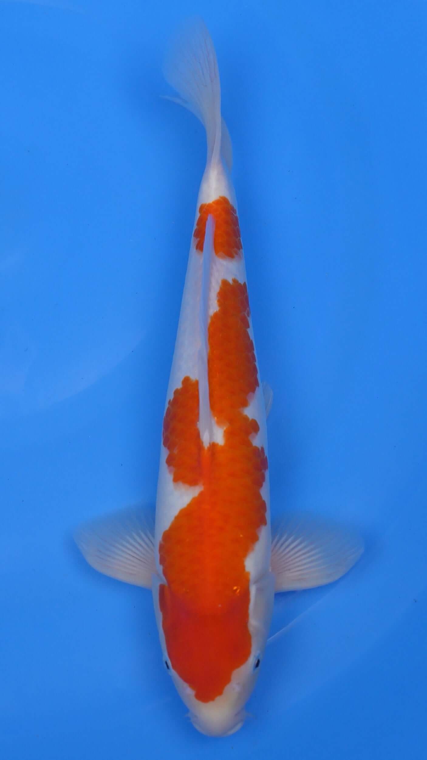 16 Inch Kohaku Japanese Live Koi - Sacramento Koi