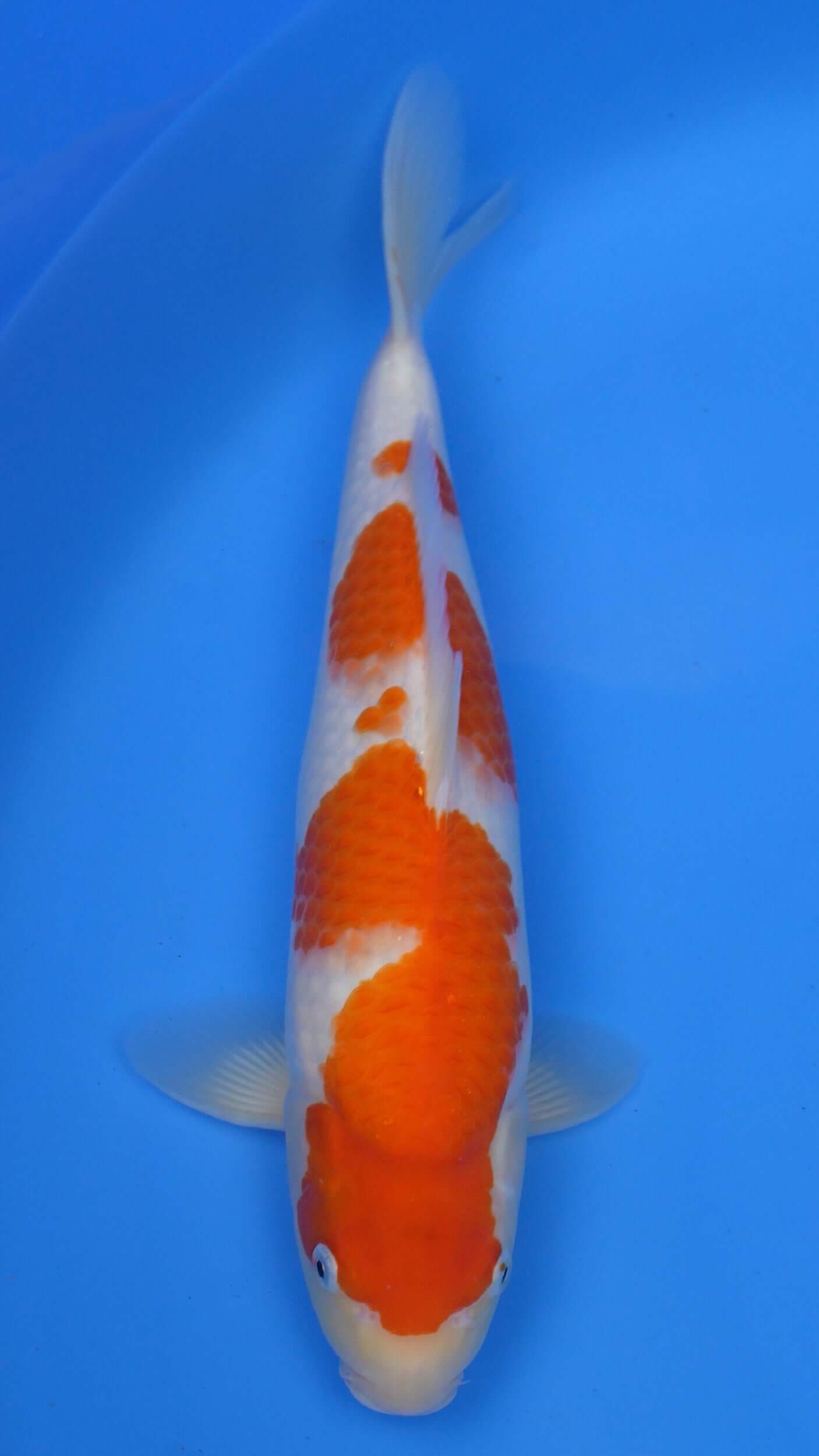 16 Inch Kohaku Japanese Live Koi - Sacramento Koi