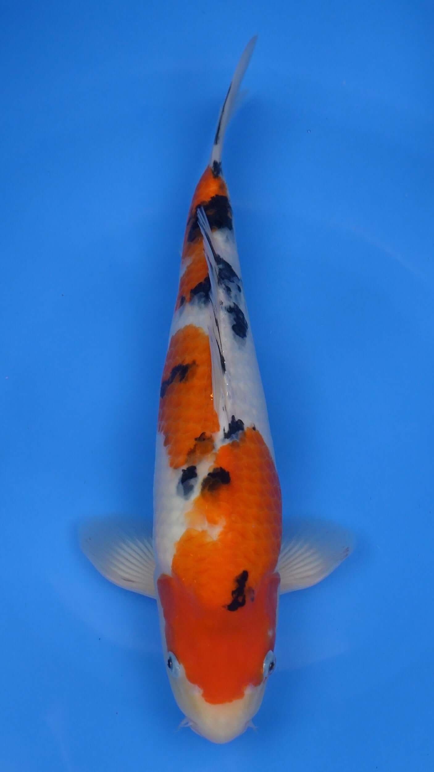 16 Inch Sanke Japanese Live Koi - Sacramento Koi