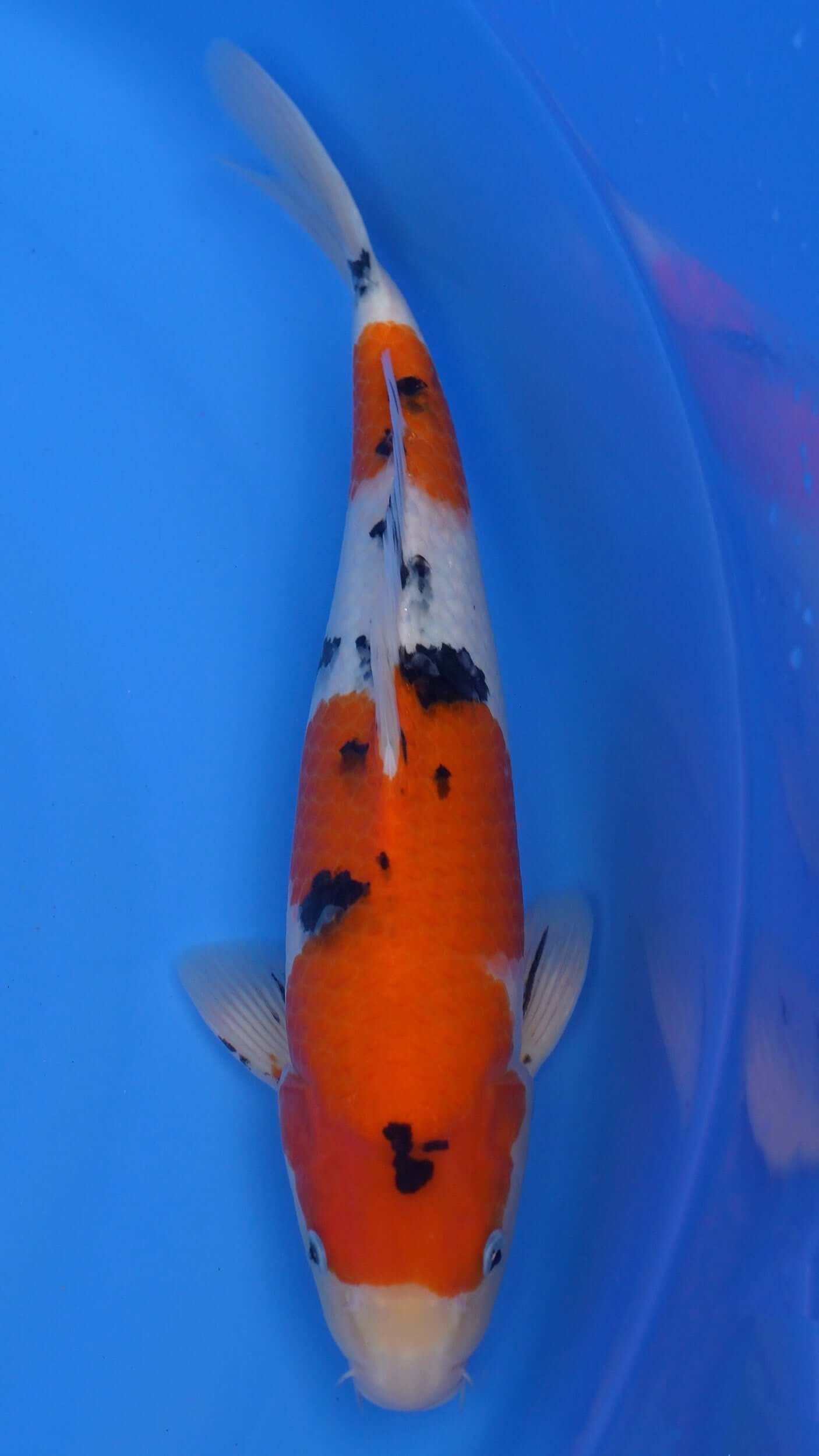 16 Inch Sanke Japanese Live Koi - Sacramento Koi