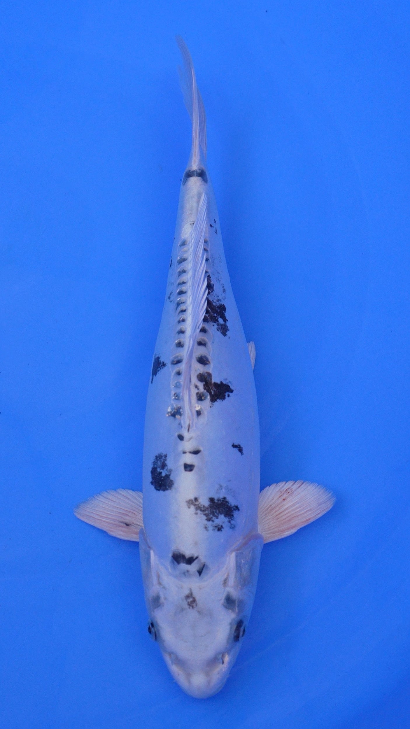 Doitsu Metallic Shiro Bekko 16 inches - 250102192