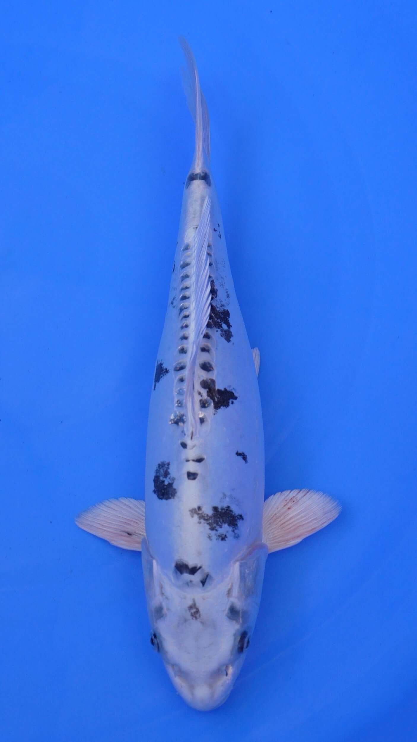 Doitsu Metallic Shiro Bekko 16 inches - 250102192