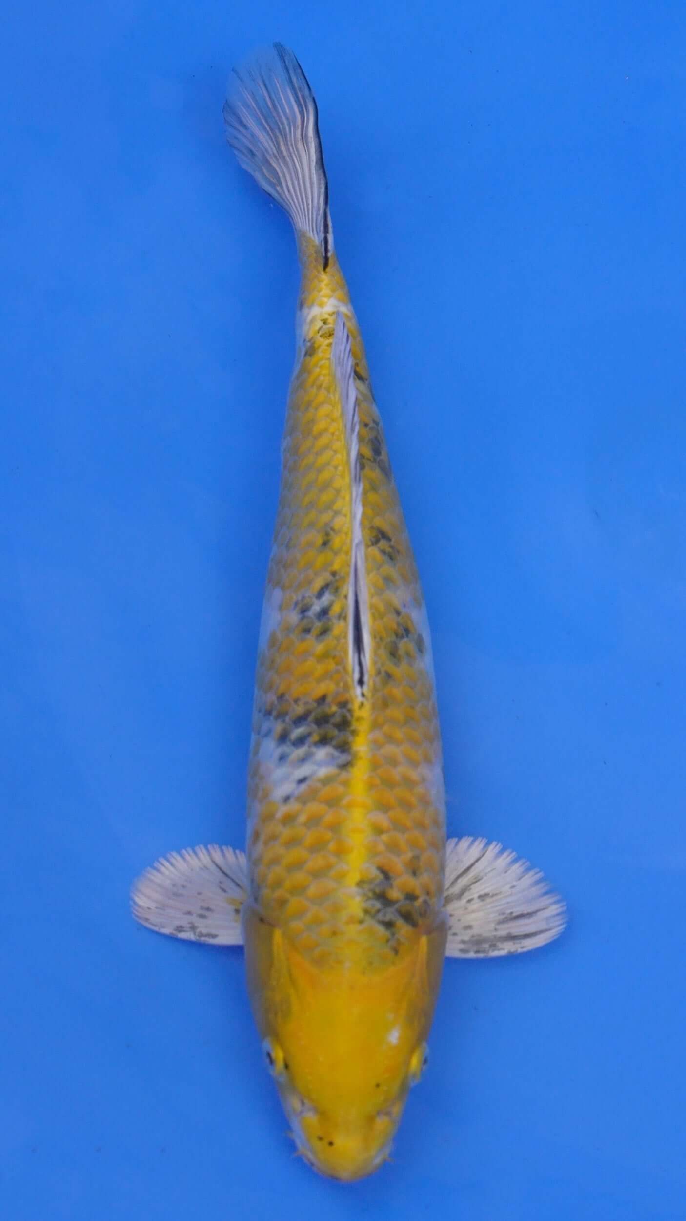 Yellow Yamato Nishiki 14 inches - 250105041