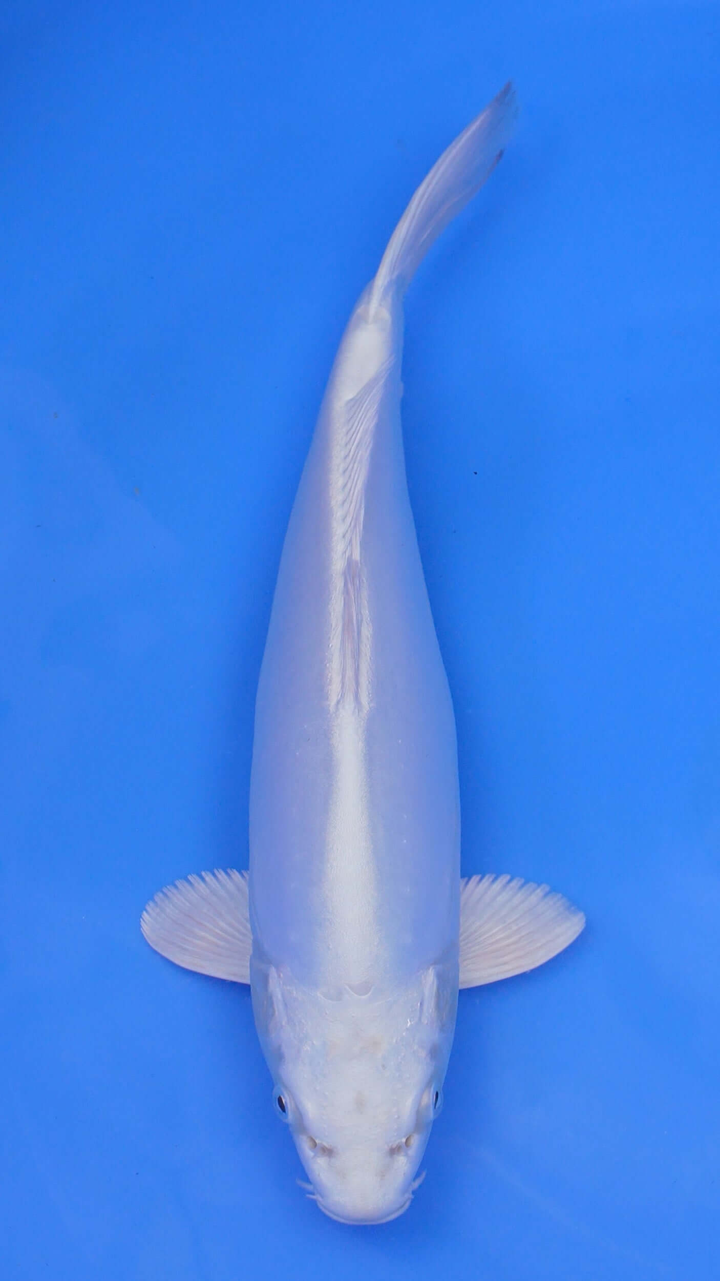 Doitsu Platinum Ogon 13 inches - 250105043