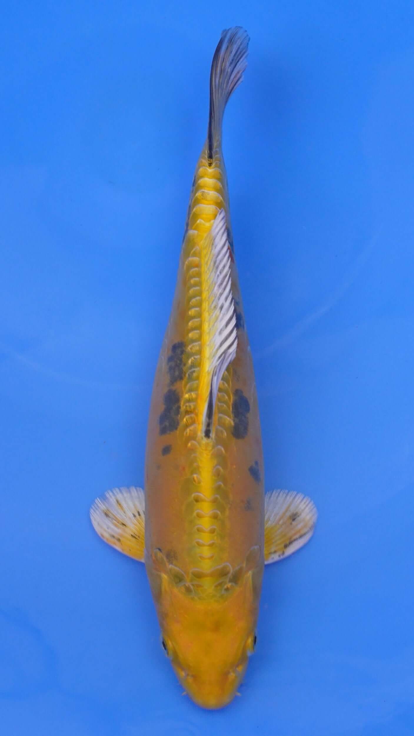 Doitsu Yellow Yamato Nishiki 13 inches - 250105044