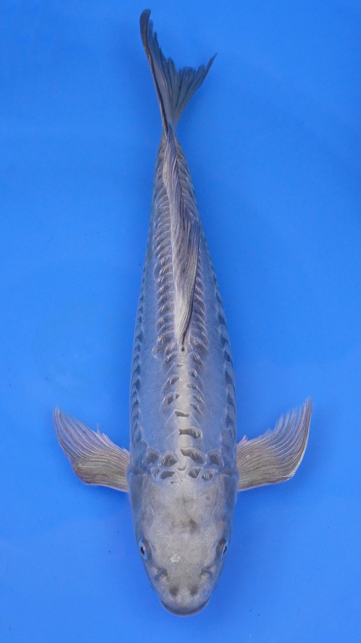 Long Fin Doitsu Aragoke Mukashi Ogon 15 inches - 250112387