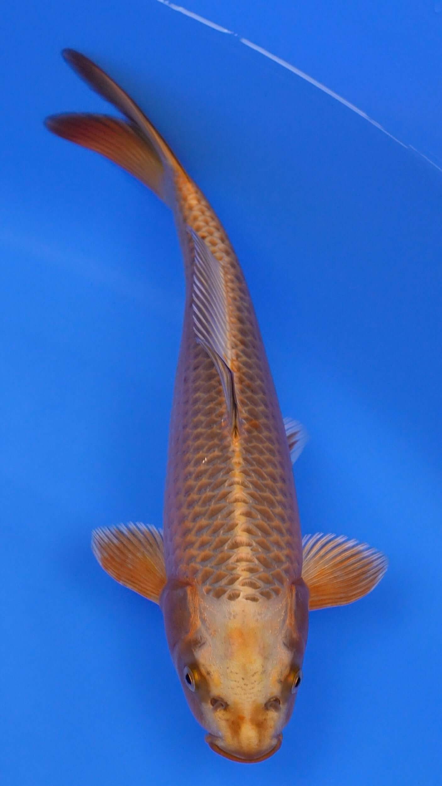 Metallic Chagoi 14 inches - 250128053