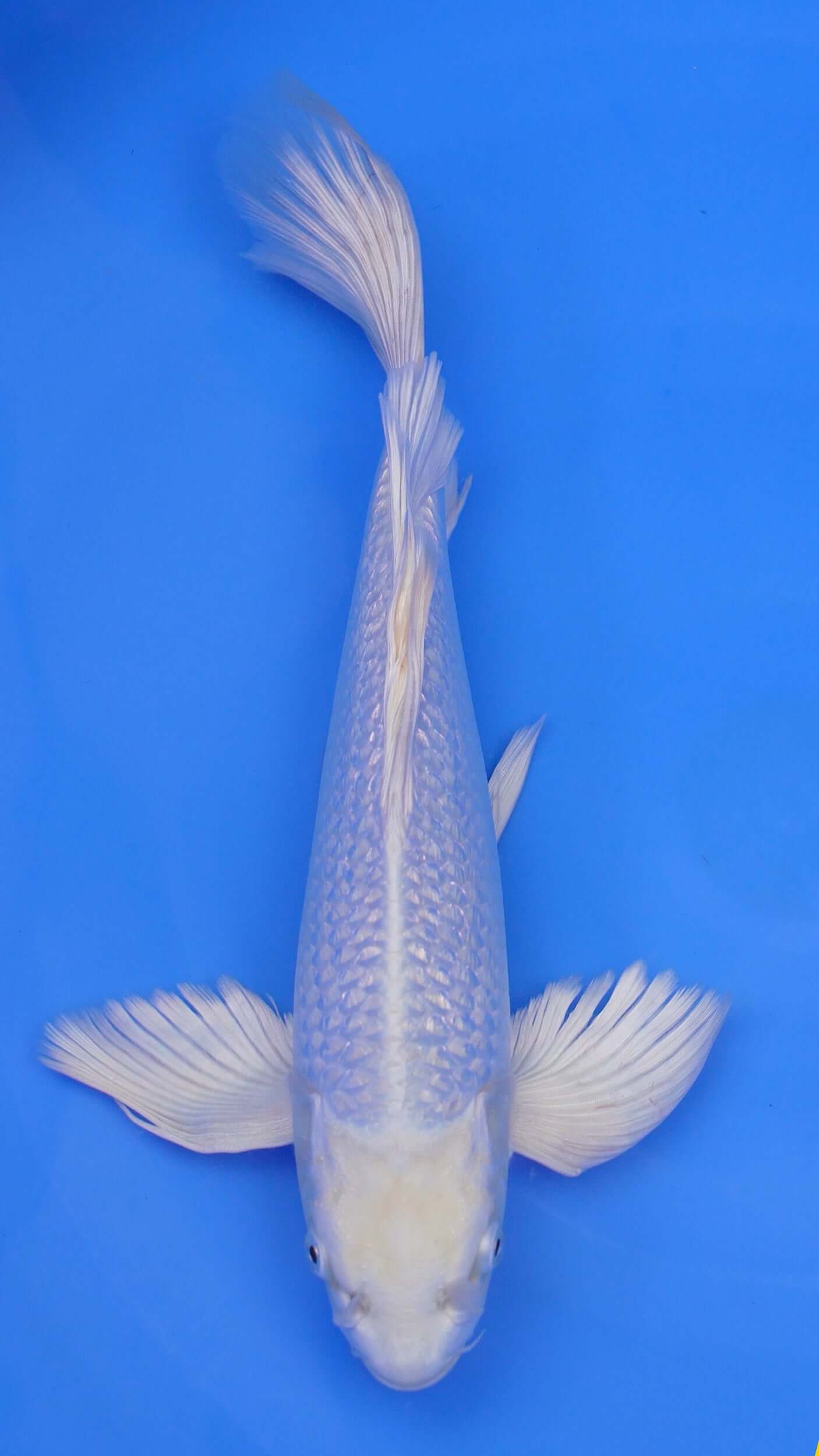 Long Fin Gin Rin Platinum Ogon 14 inches - 250143030