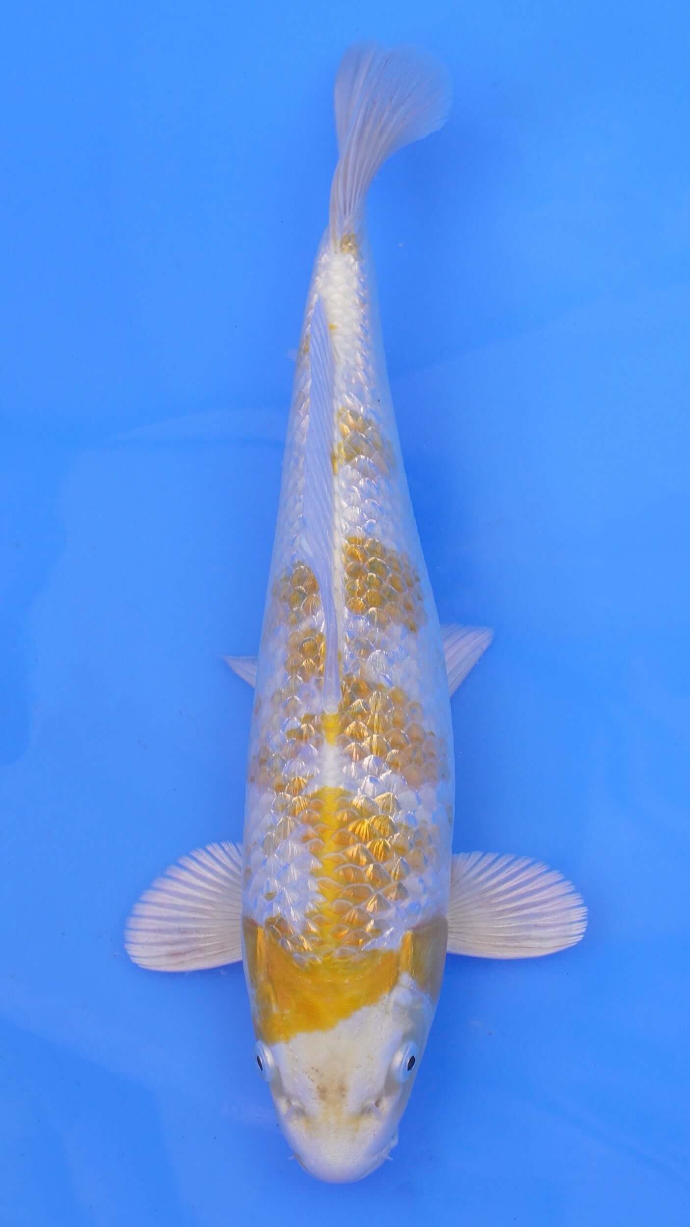Gin Rin Hariwake 13 inches - 250143031