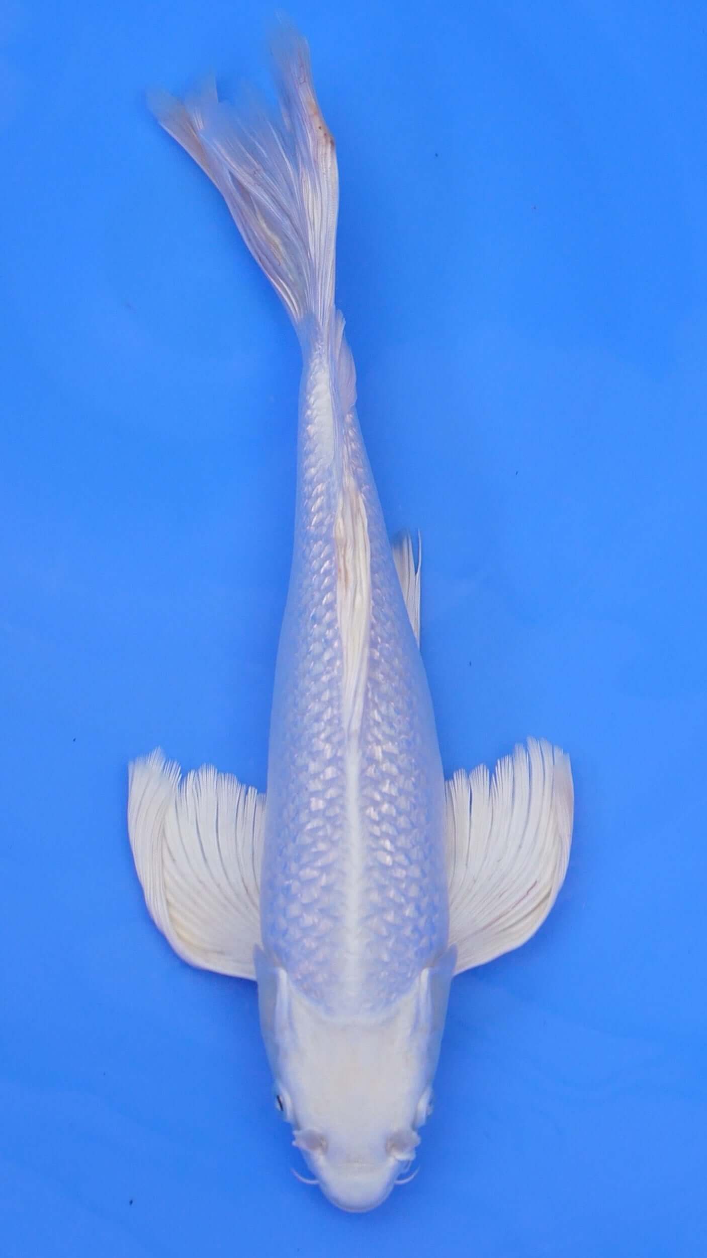 Long Fin Gin Rin Platinum Ogon 14 inches - 250143033