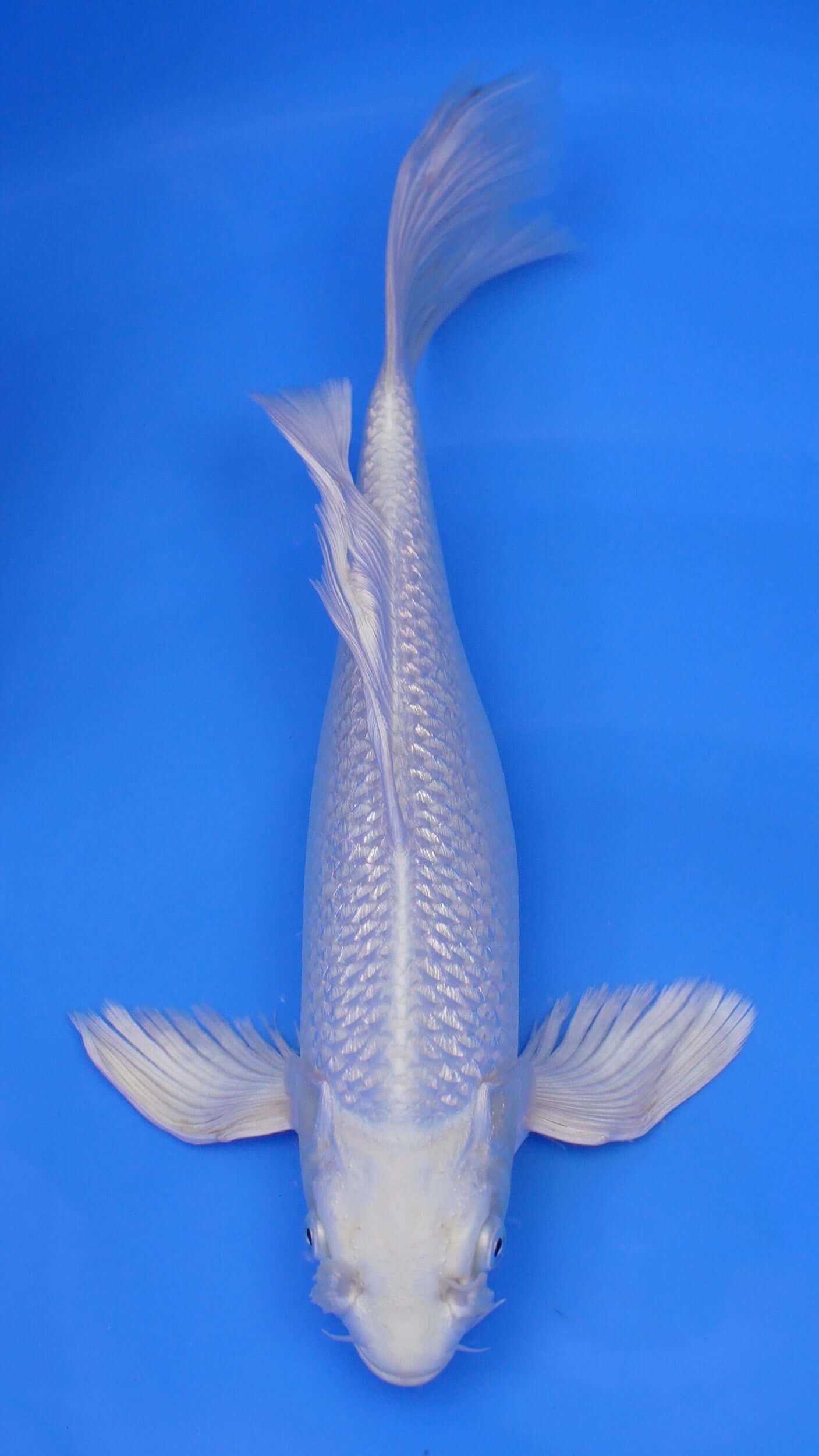 Long Fin Gin Rin Platinum Ogon 15 inches - 250143034