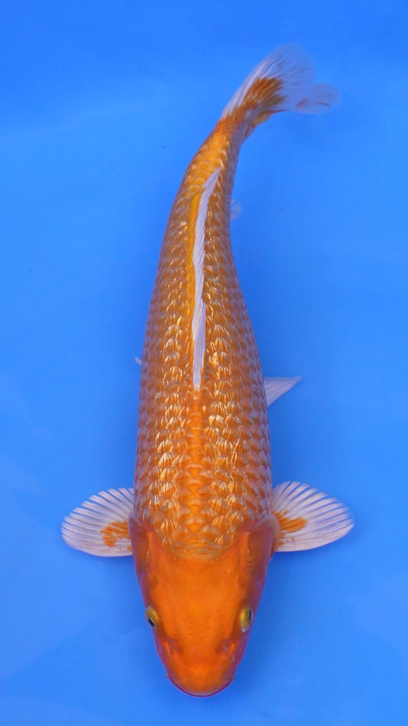 Gin Rin Orenji Ogon 15 inches - 250143360