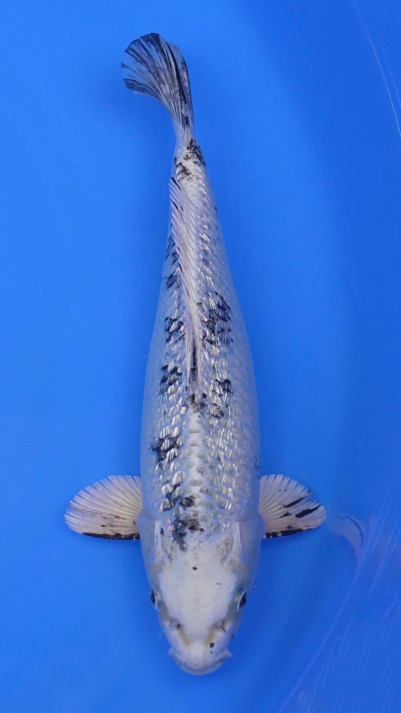 Gin Rin Metallic Shiro Bekko 13 inches - 250143362
