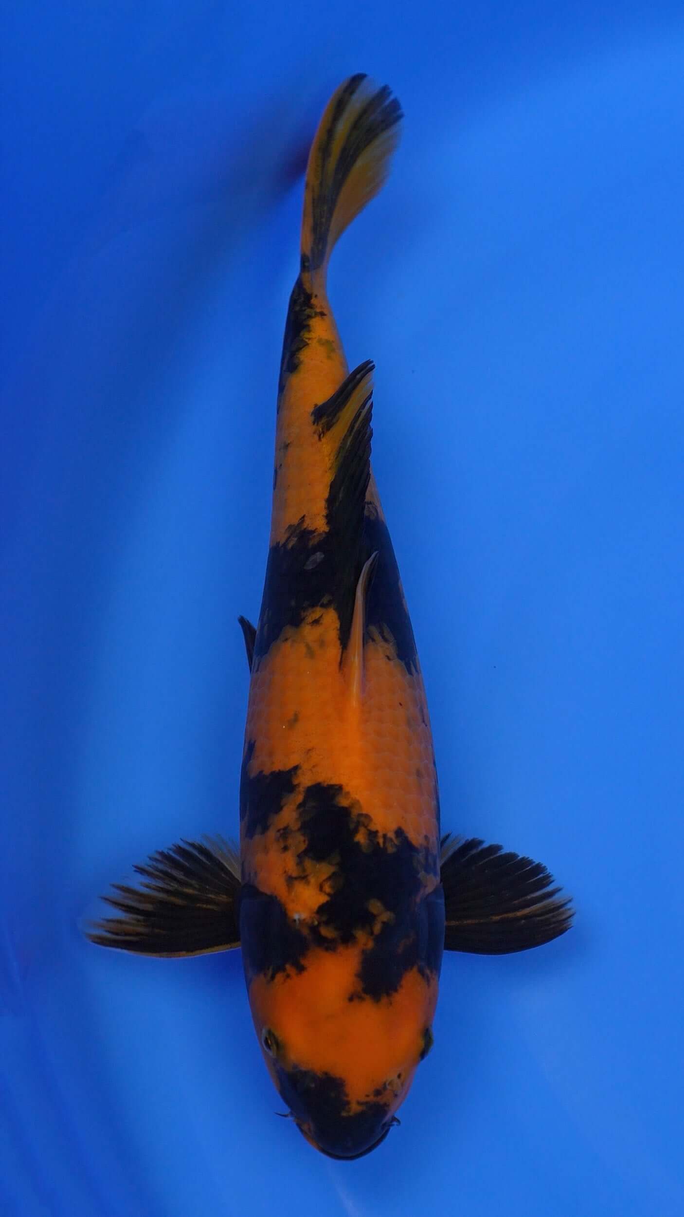 Hi Utsuri 16 inches - 250143363