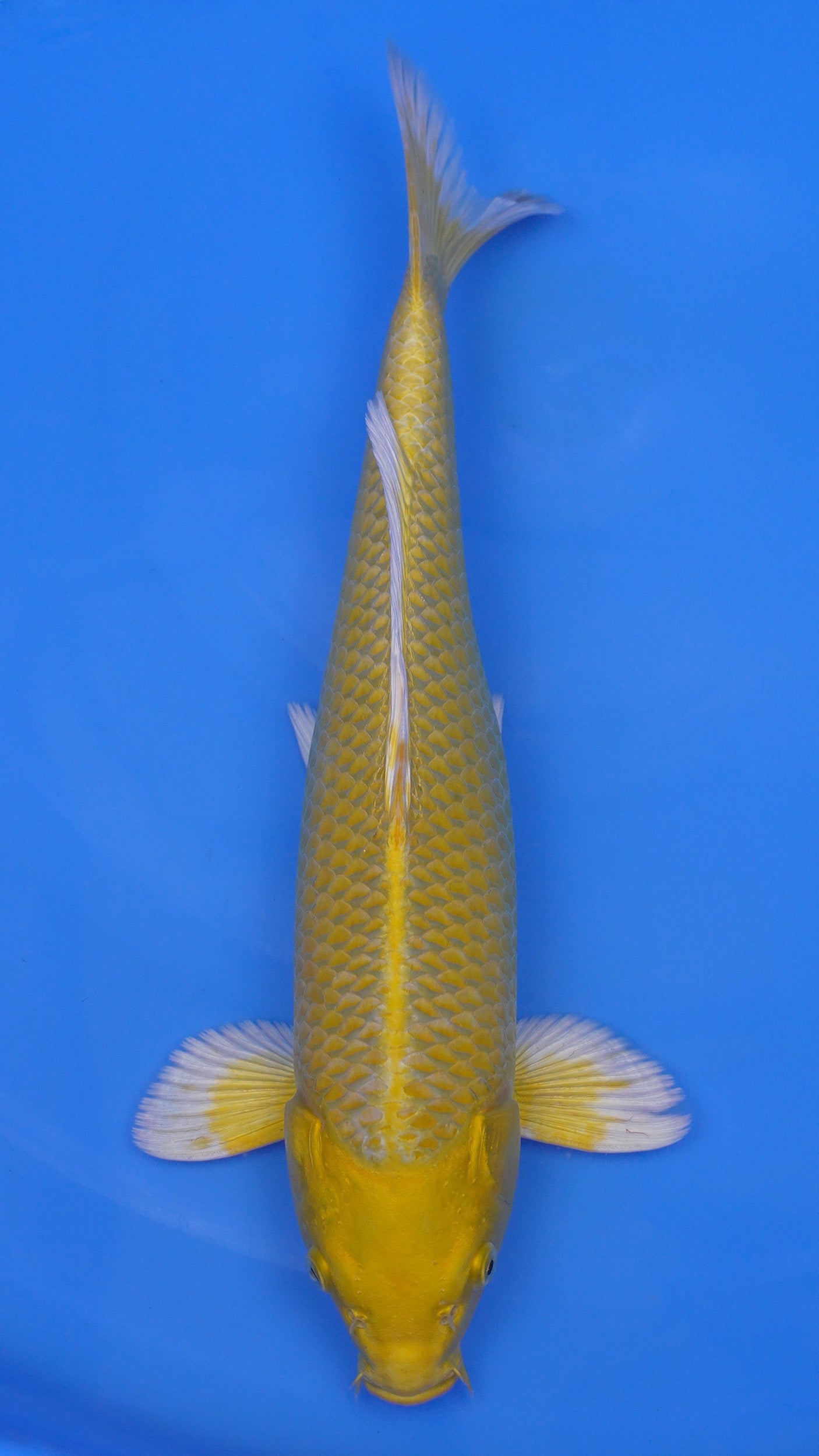 Yamabuki Ogon 16 inches - 250143365