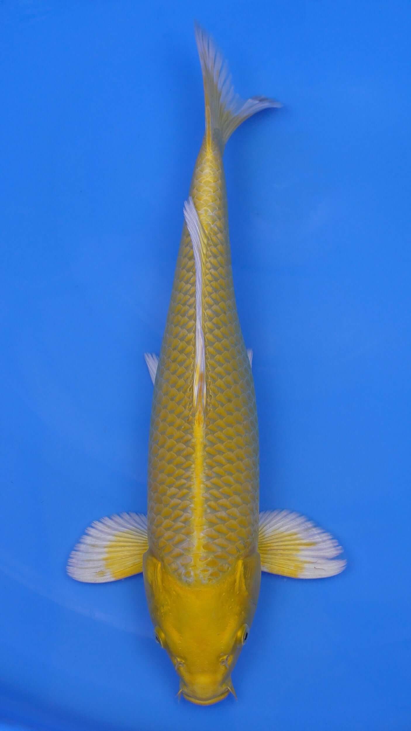 Yamabuki Ogon 16 inches - 250143365