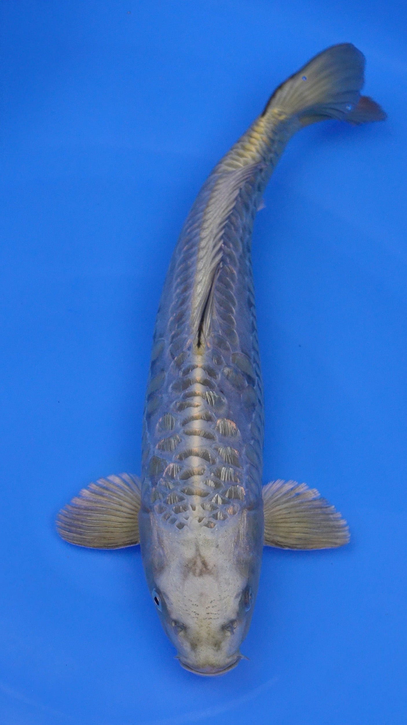 Doitsu Aragoke Mukashi Ogon 17 inches - 250143366