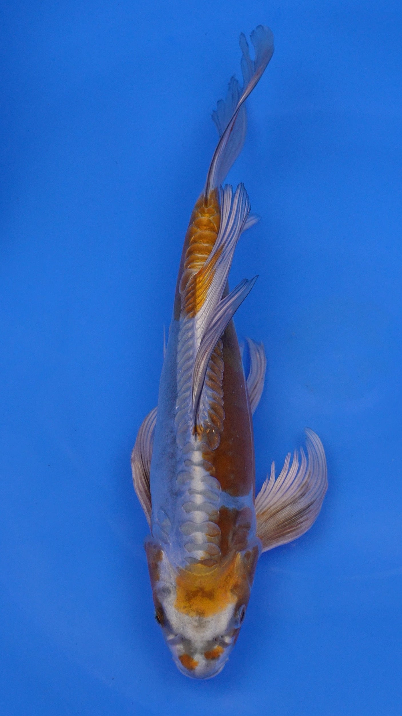 Long Fin Doitsu Metallic Ochiba 14 inches - 250143367